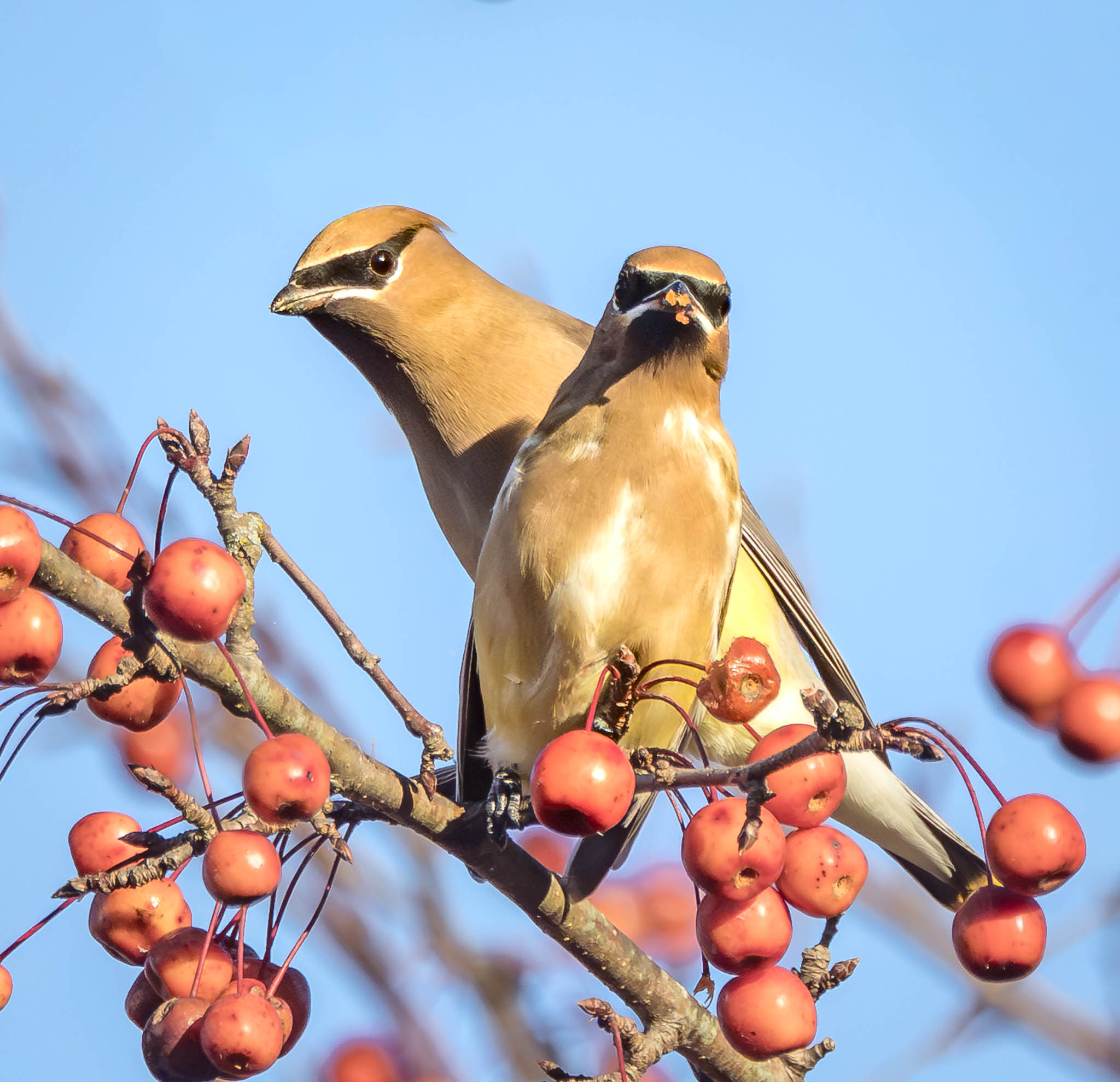 Cedar Waxwing grabbing crab apple