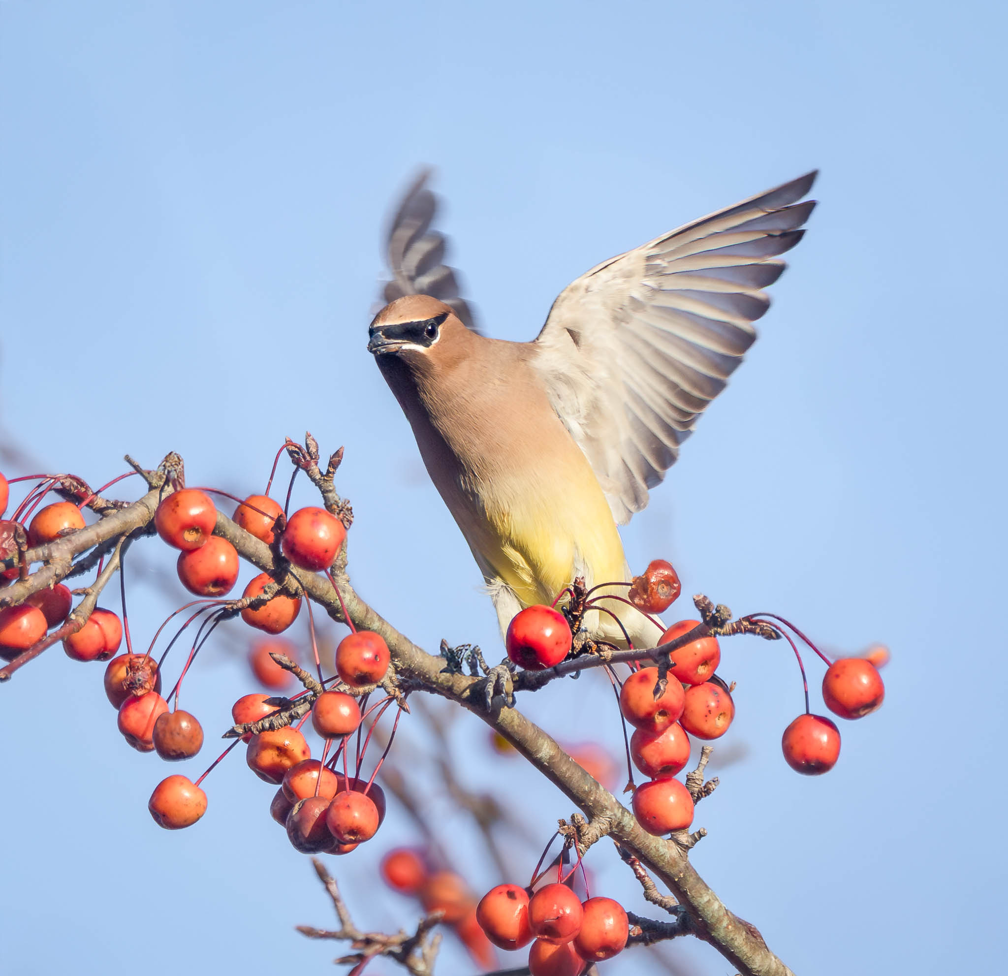 Cedar Waxwing in feeding frenzy