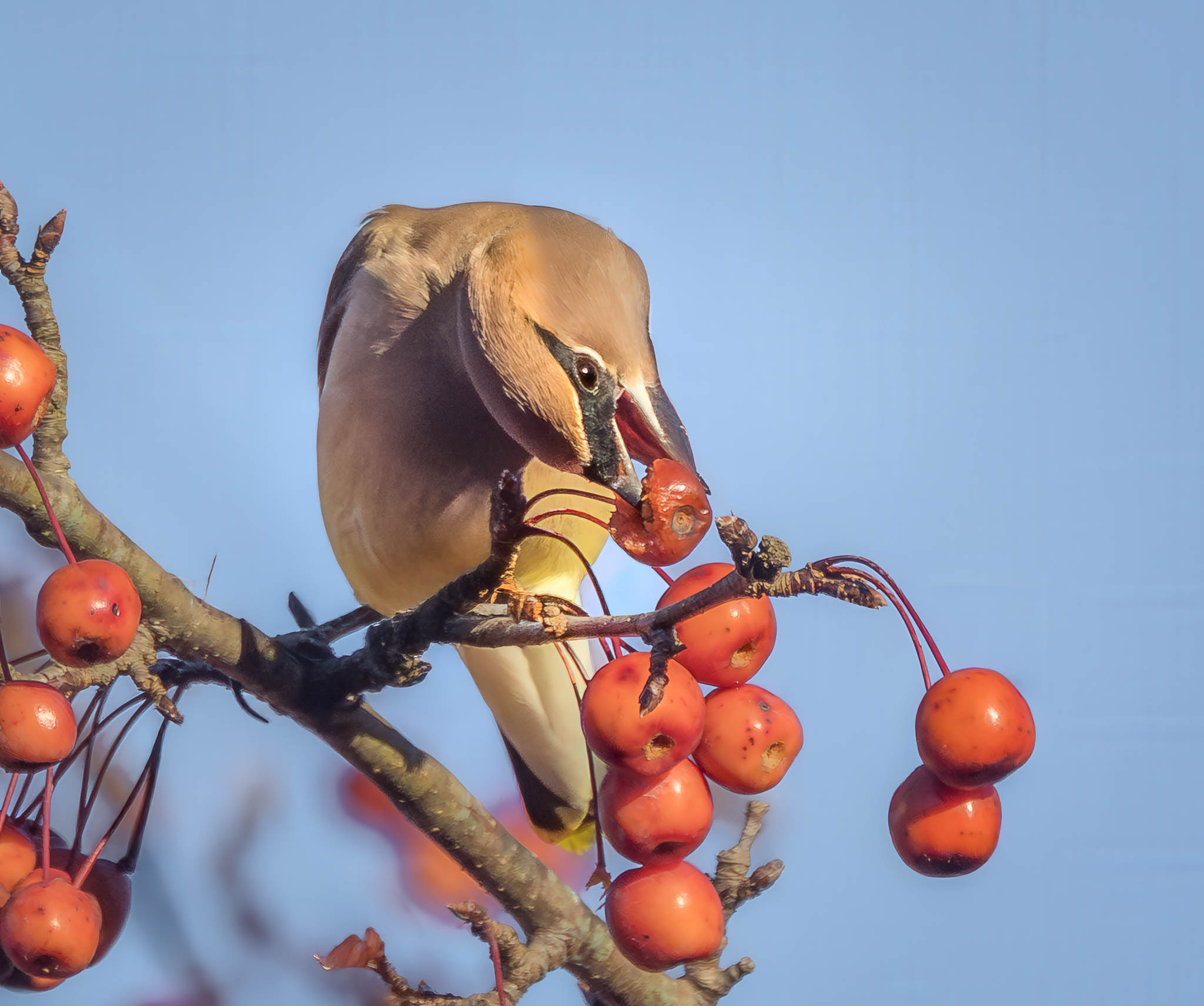 Cedar Waxwing departing with fruit