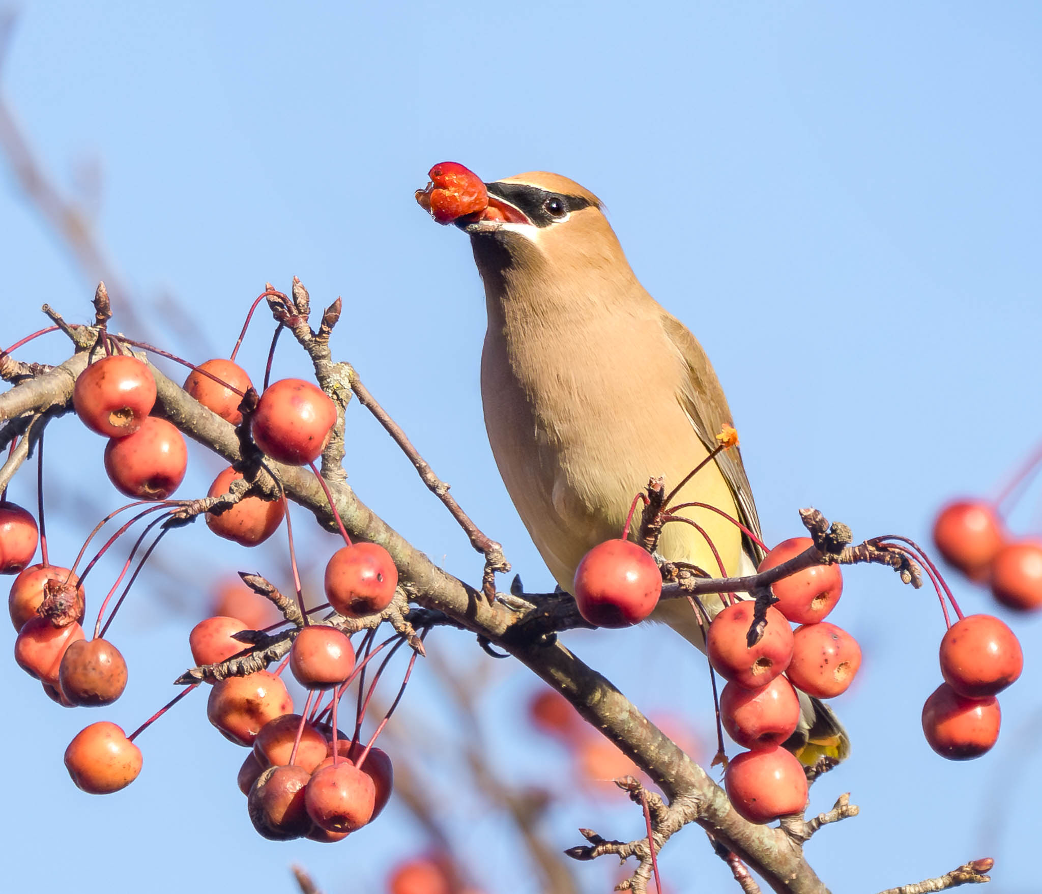 Cedar Waxwing in flight with crab apple