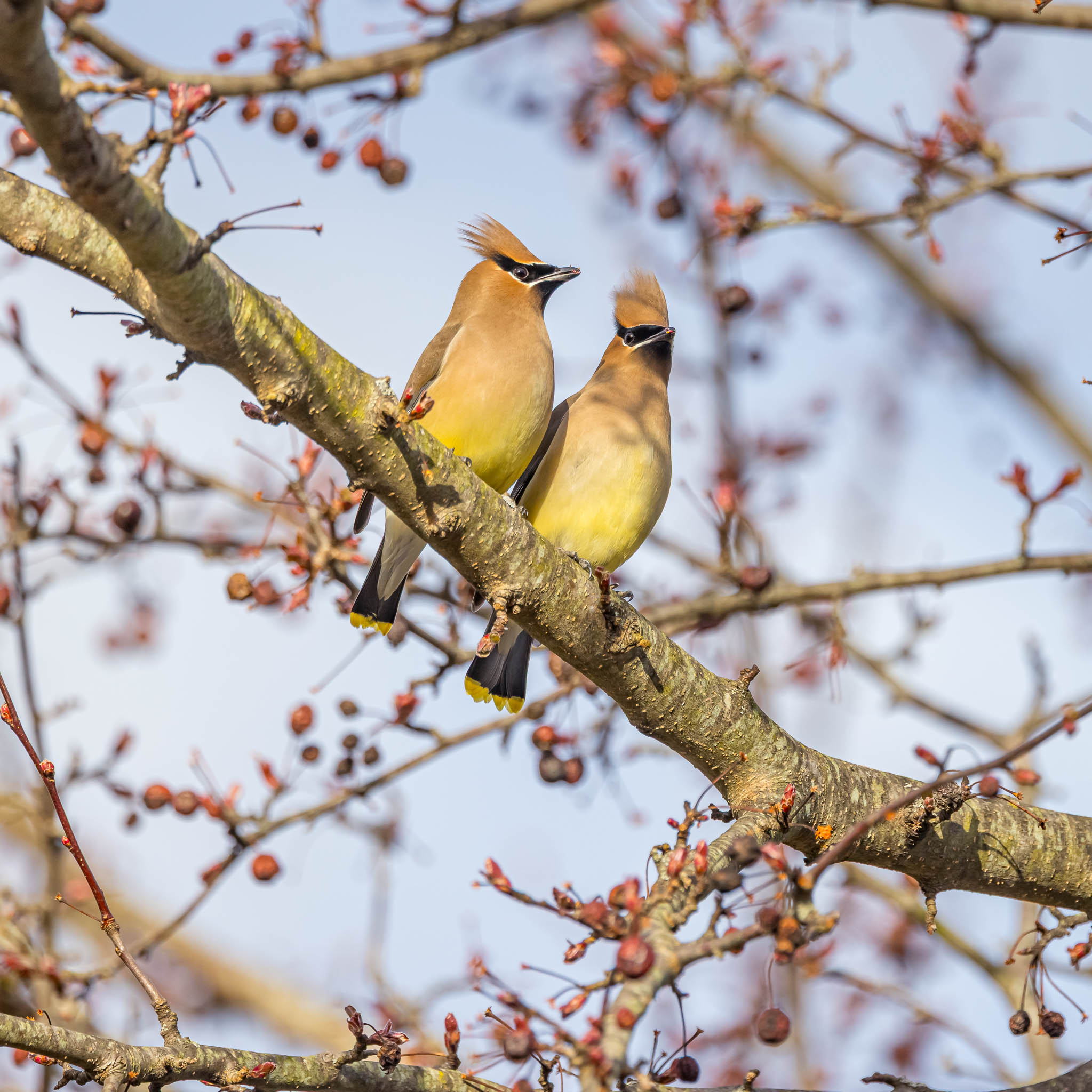 Cedar Waxwings Moment of Connection
