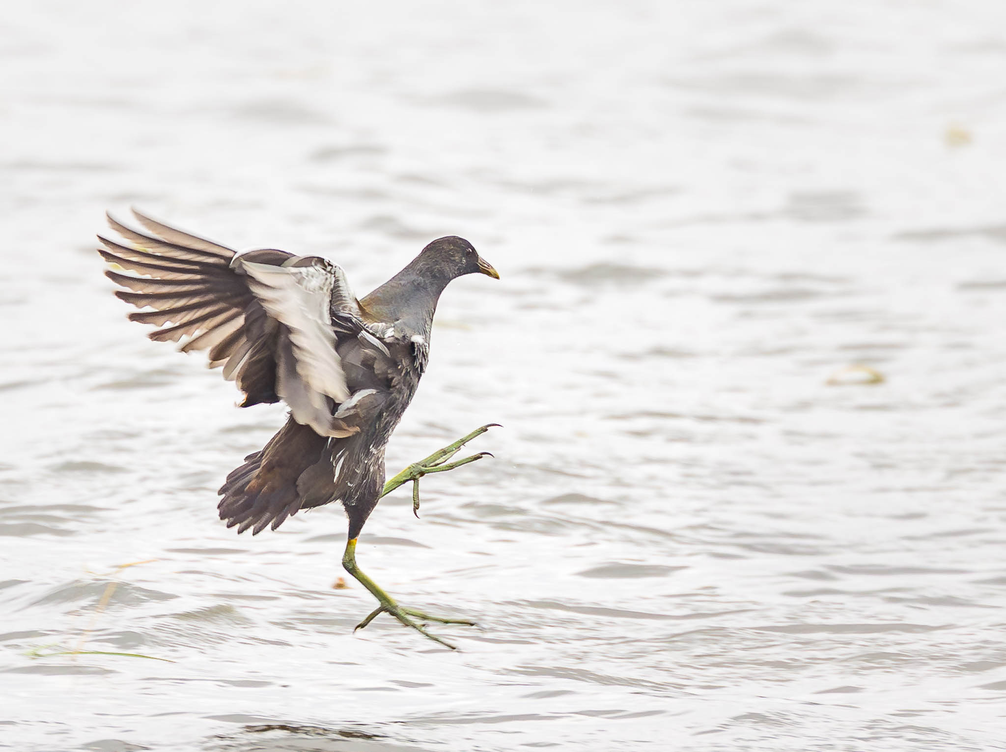 Common Gallinule descending with wings spread