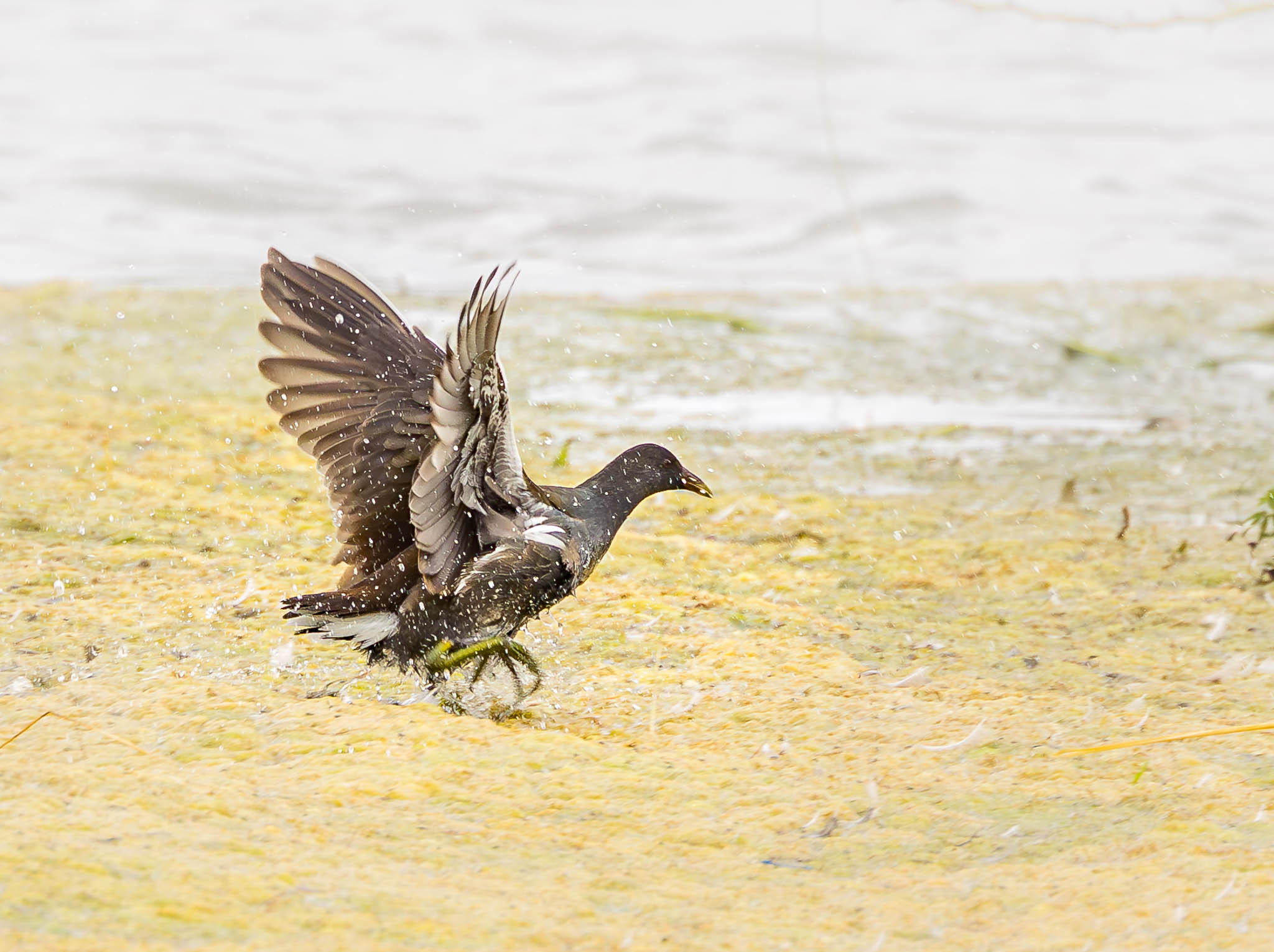 Common Gallinule touching water