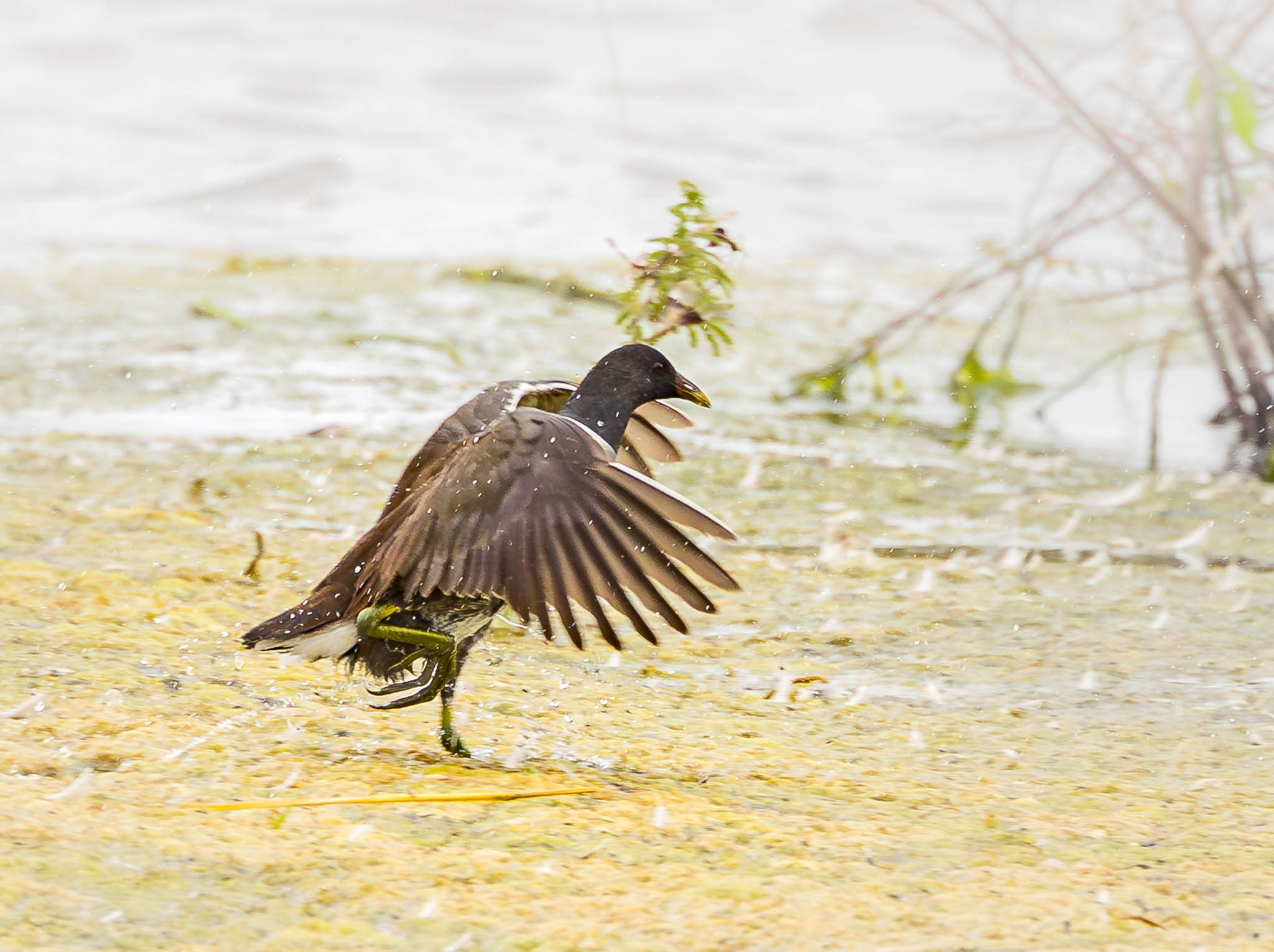 Common Gallinule splashing down