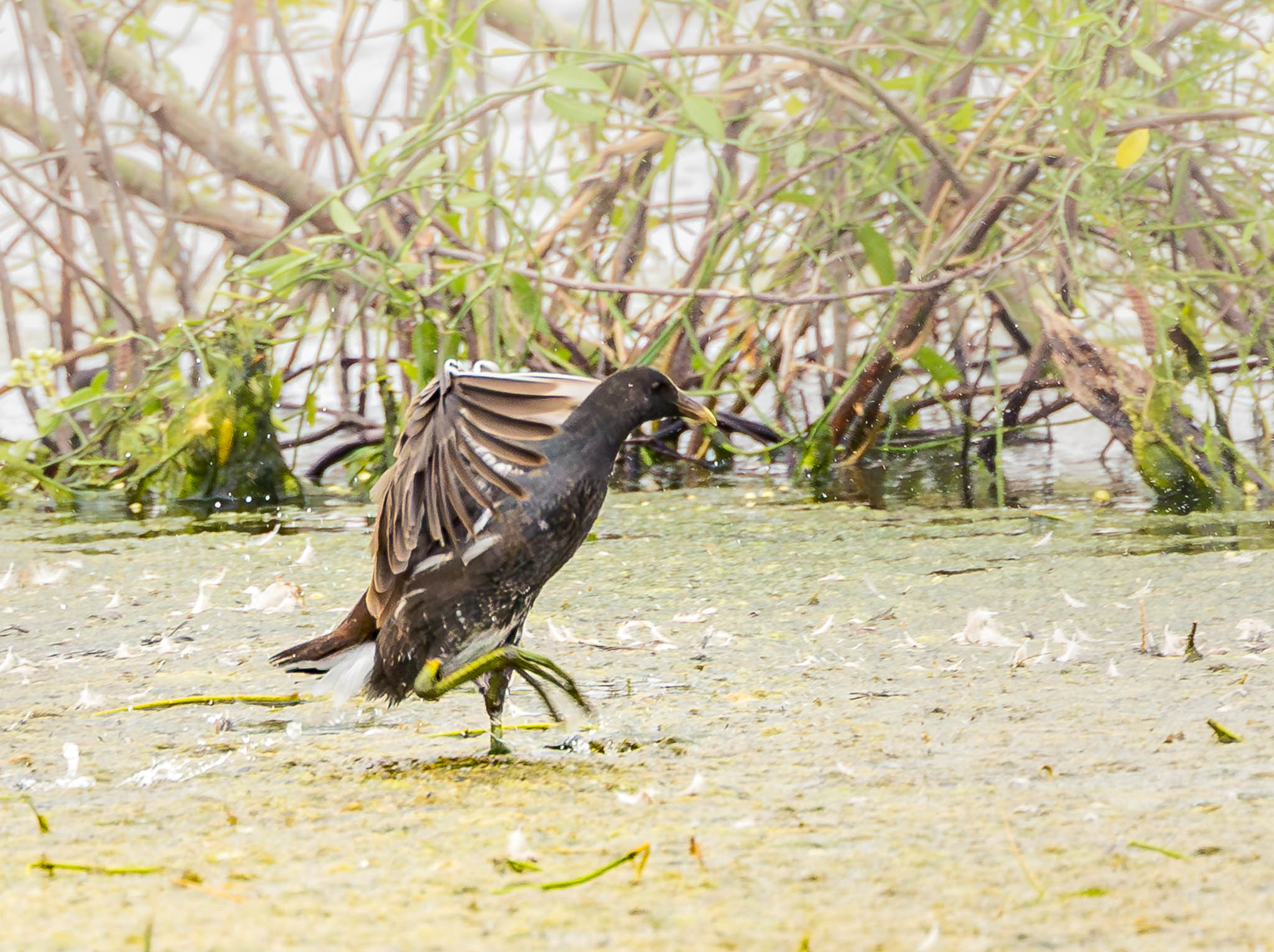 Common Gallinule with toes spread