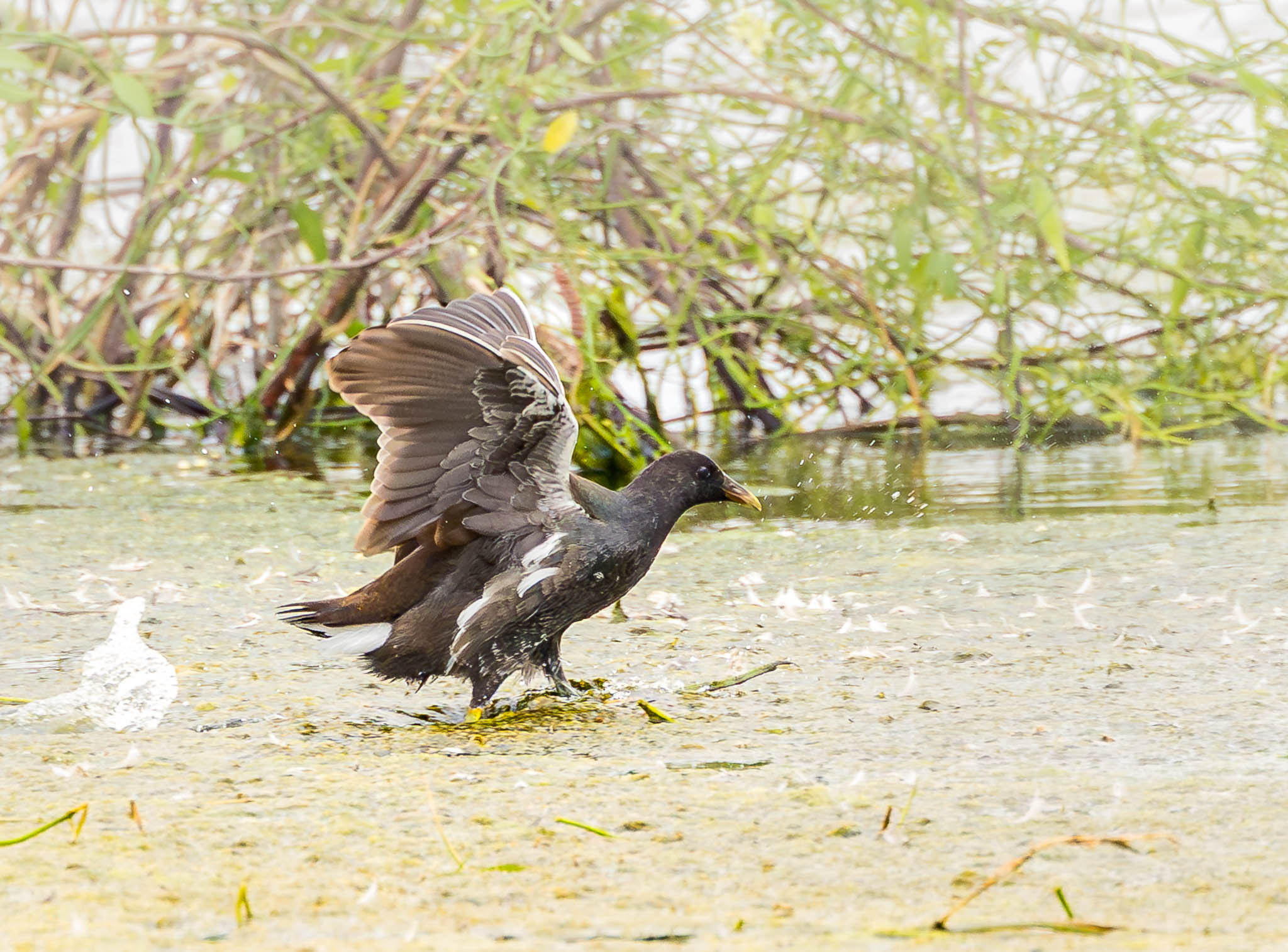 Common Gallinule slowing down