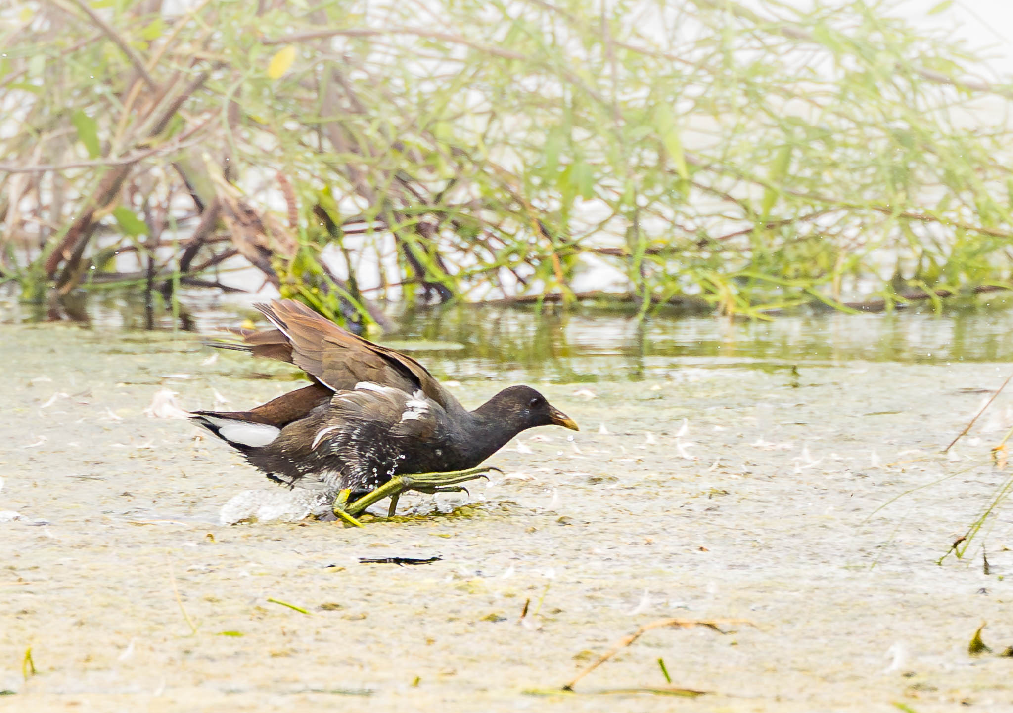 Common Gallinule transitioning to swim