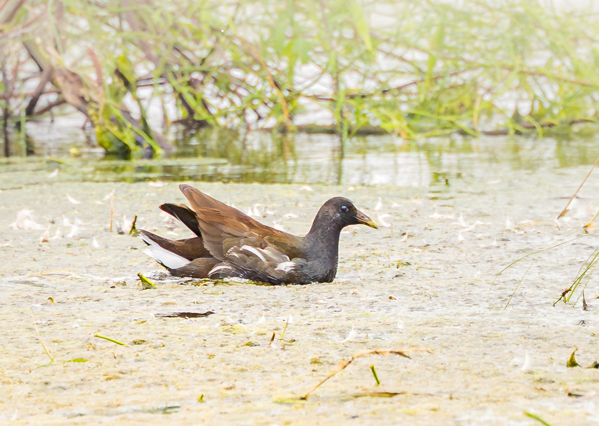Common Gallinule settling into swim