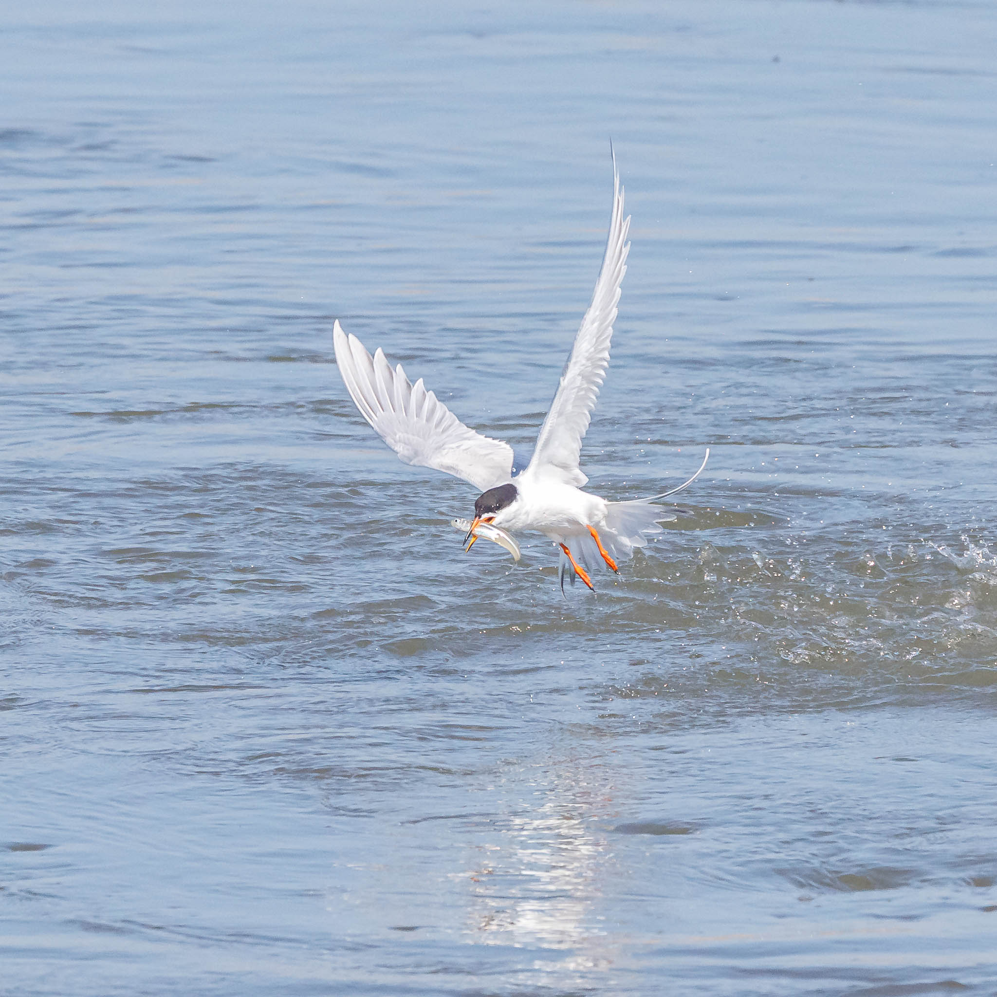 Forster's Tern The Hover and the Dive