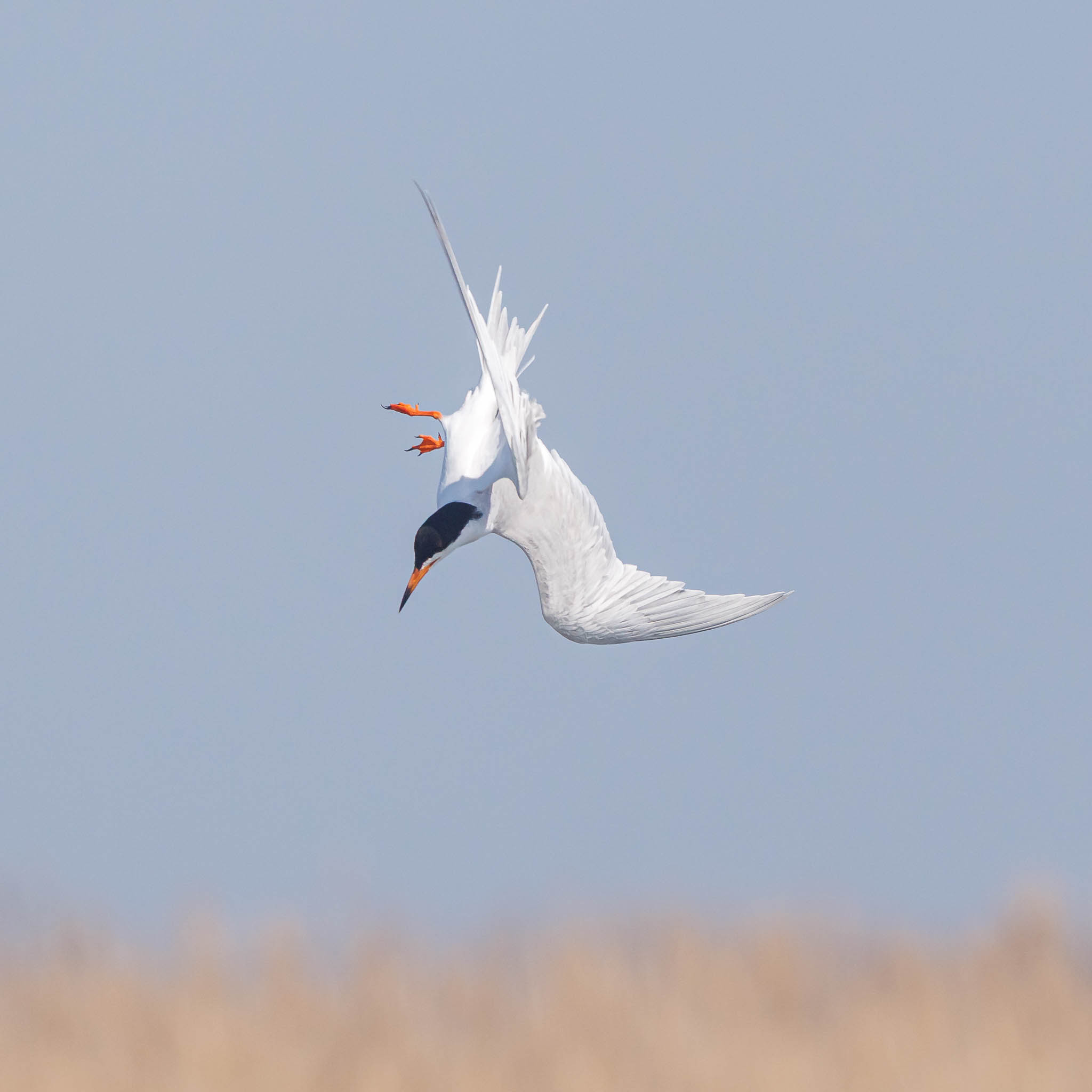 Forster's Tern hovering before dive
