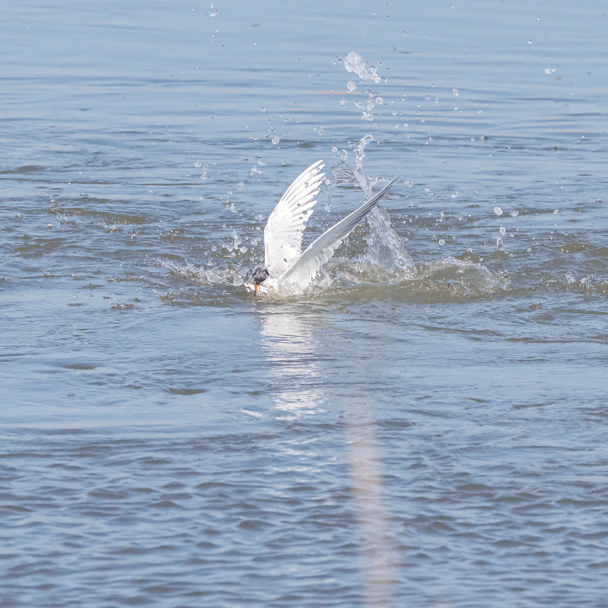 Forster's Tern beginning dive