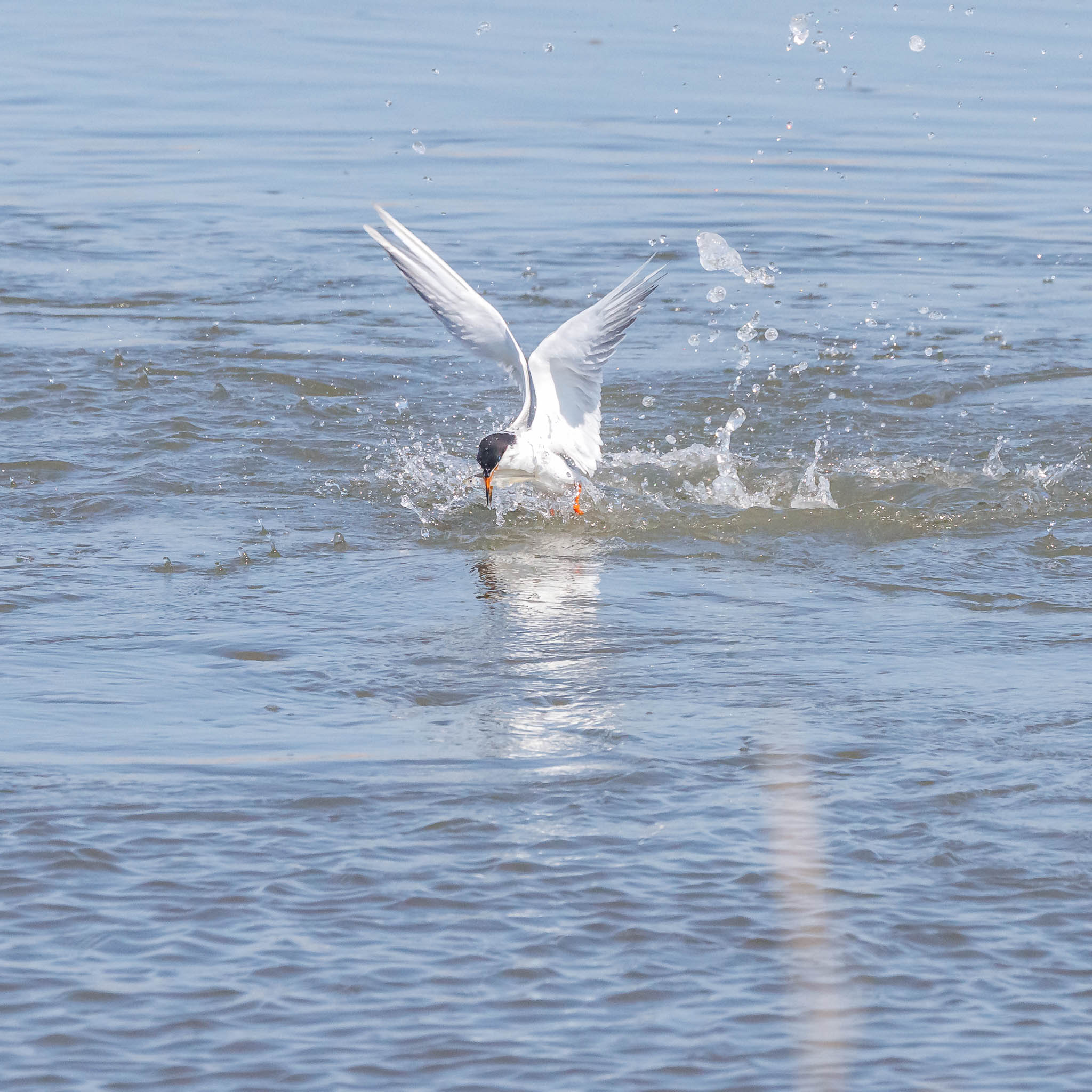 Forster's Tern entering water