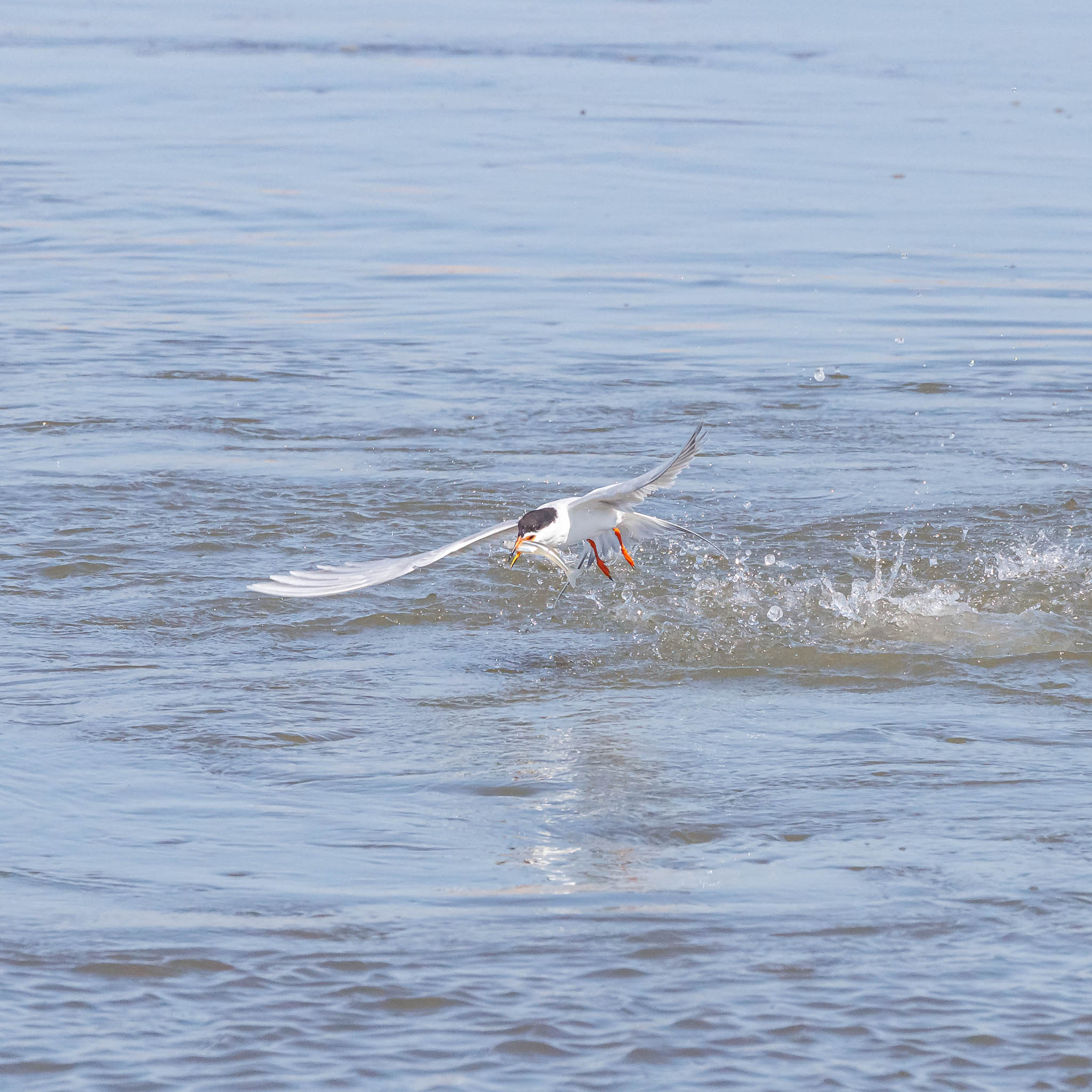 Forster's Tern emerging from water