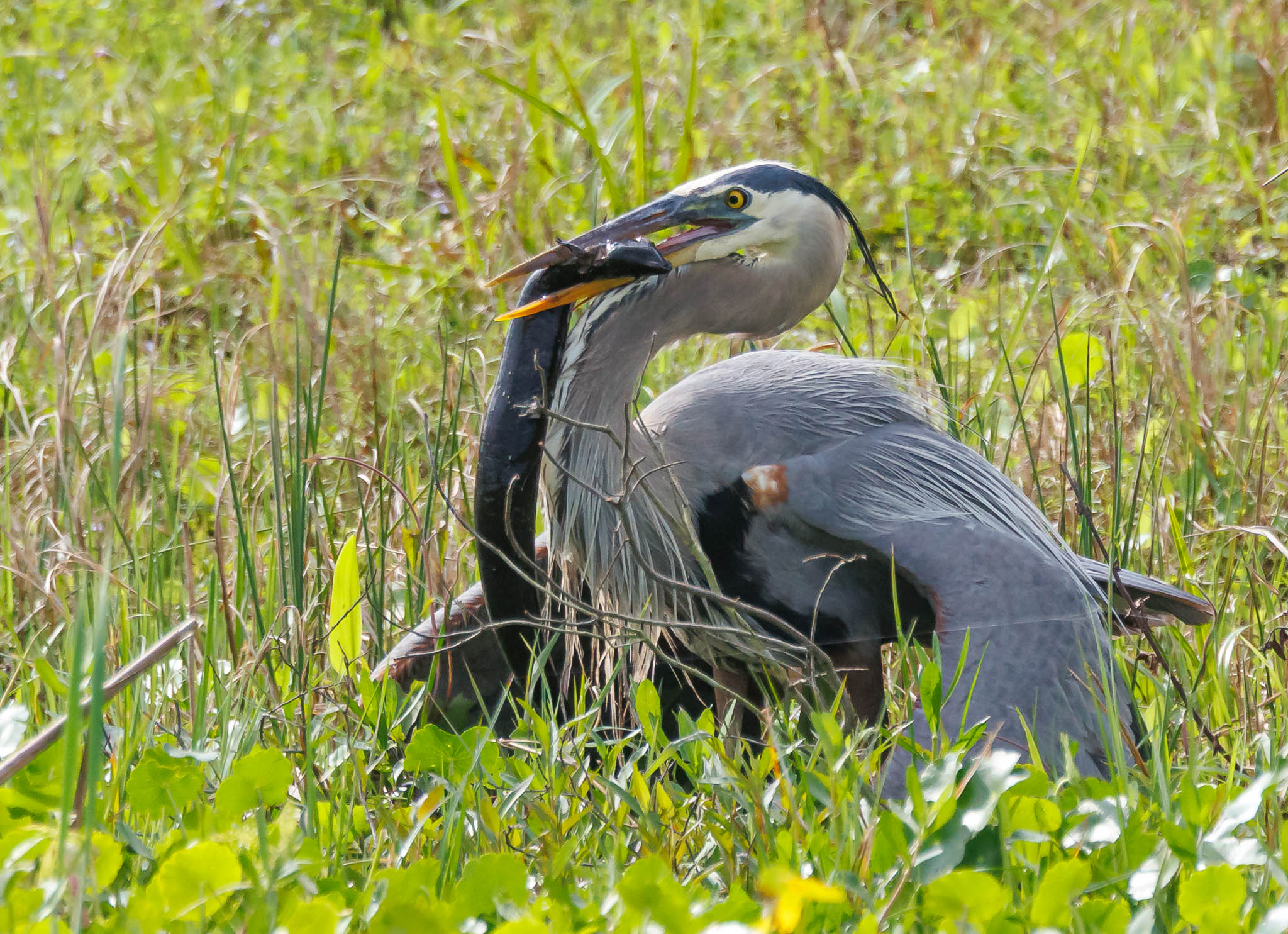 Great Blue Heron with Greater Siren in flight