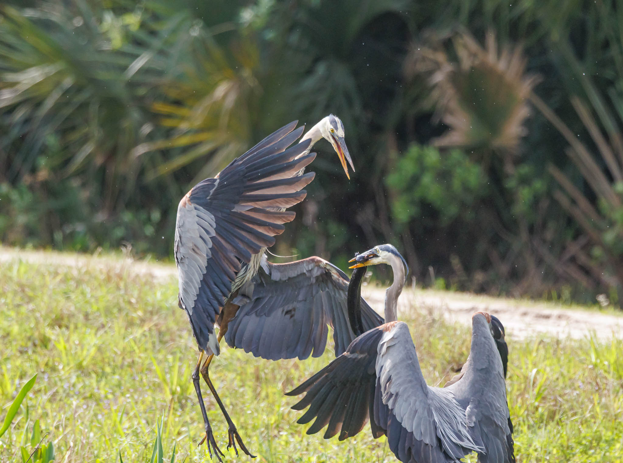 Great Blue Heron with struggling Greater Siren