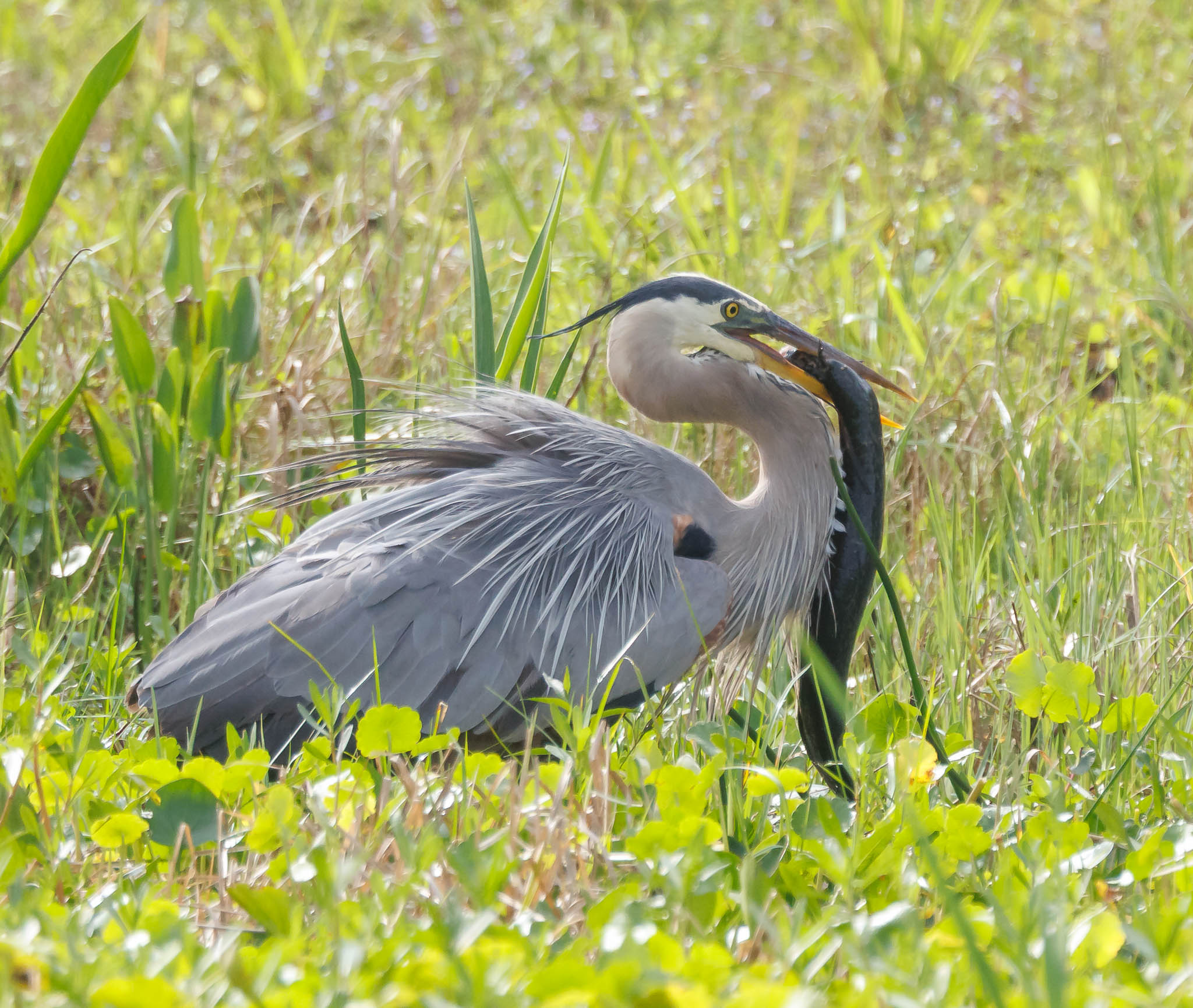 Great Blue Heron subduing Greater Siren