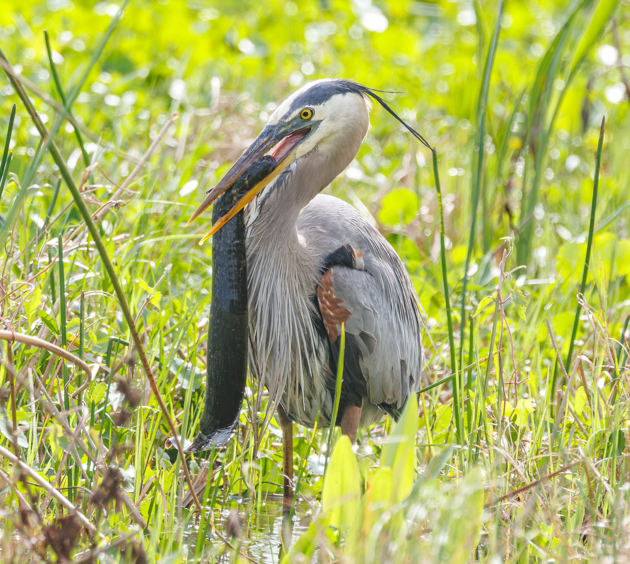 Great Blue Heron wrestling with Greater Siren