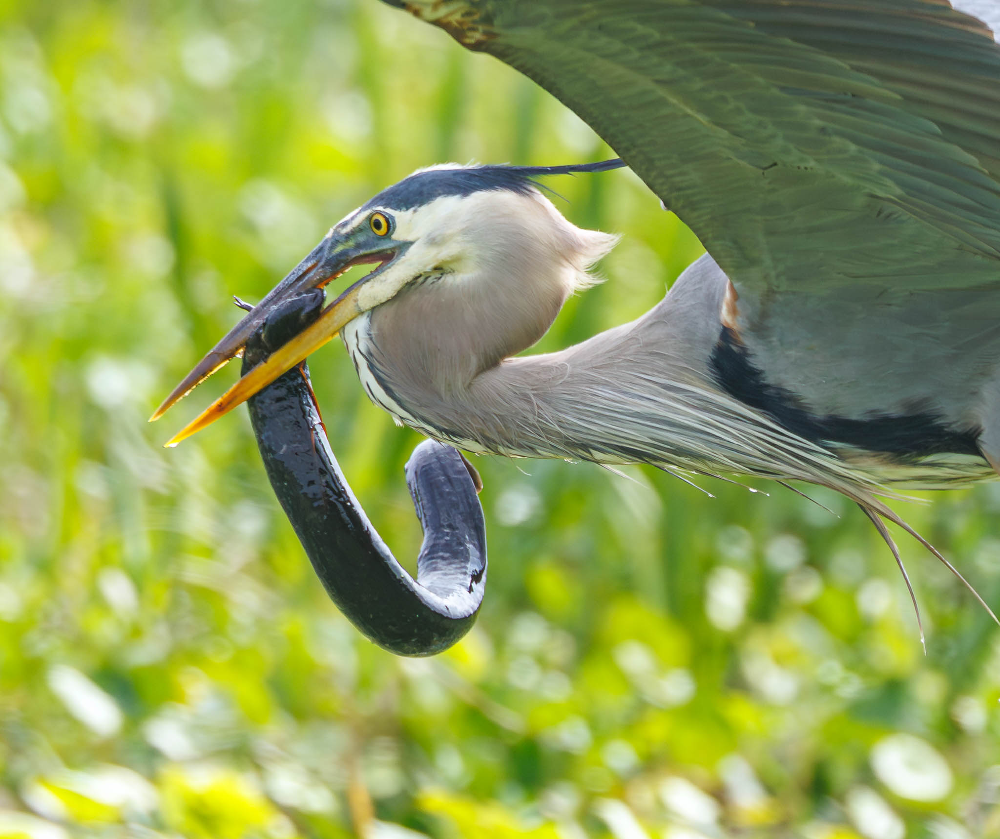 Great Blue Heron fighting Greater Siren