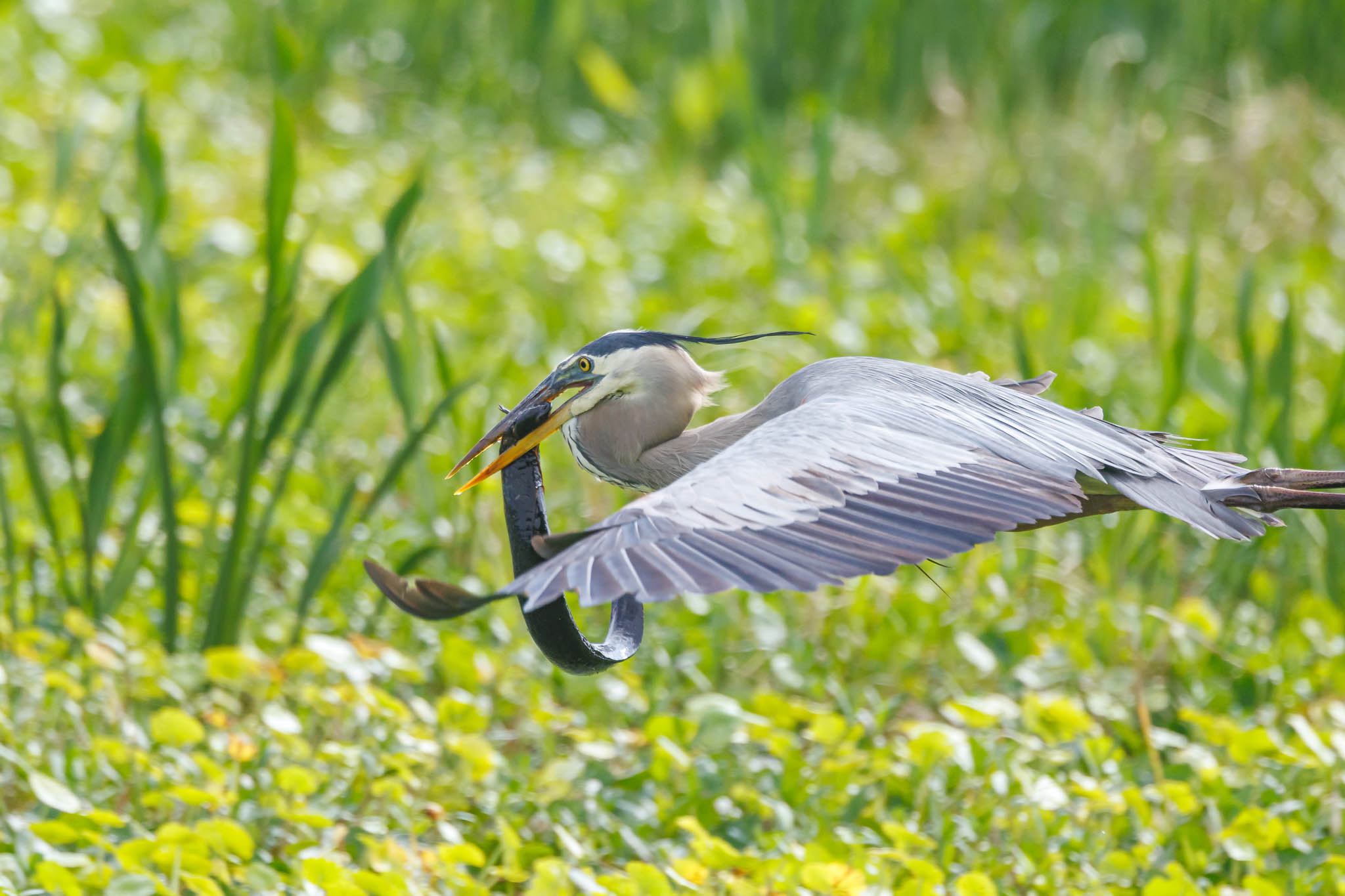 Great Blue Heron continuing struggle with prey