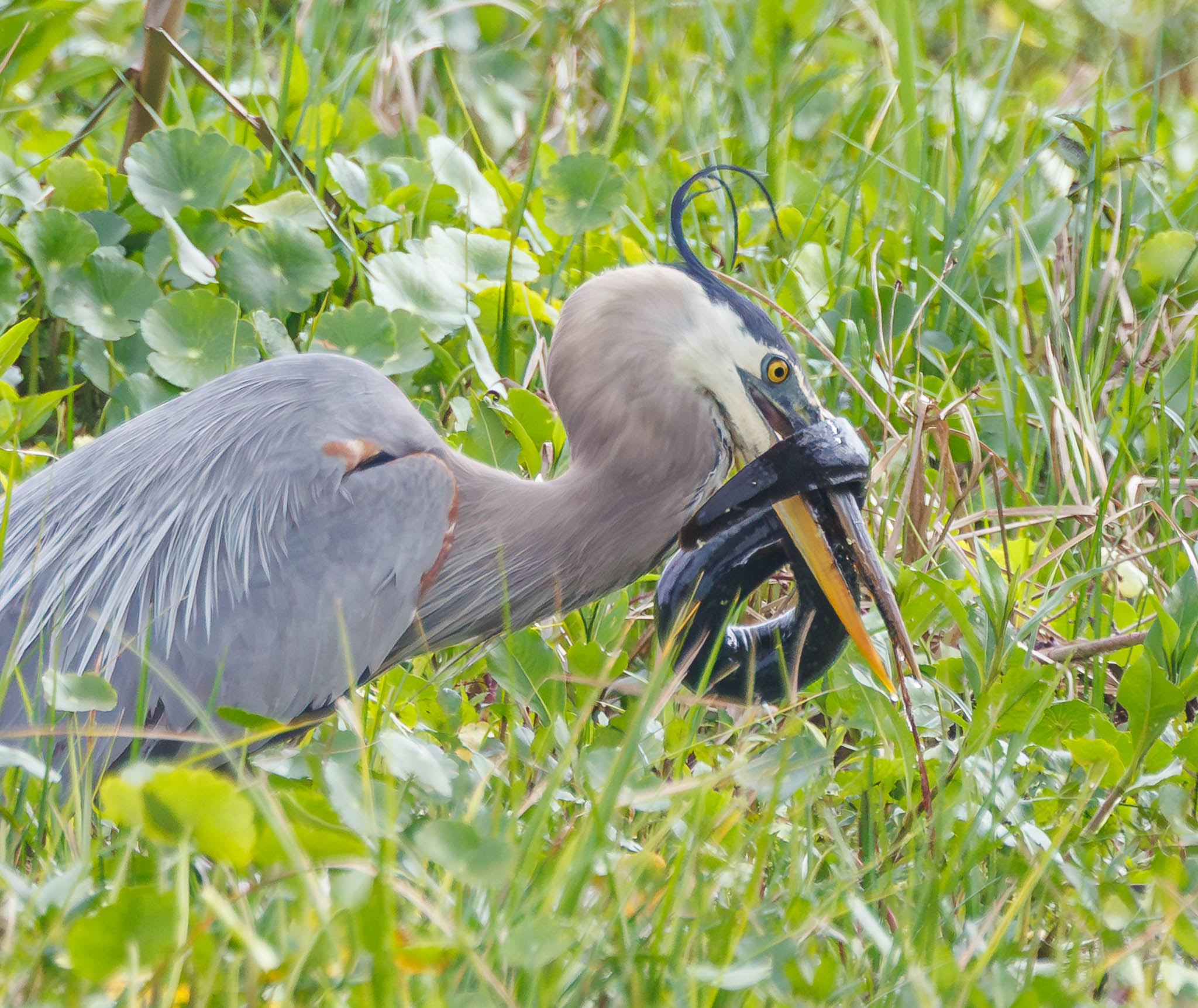 Great Blue Heron securing Greater Siren