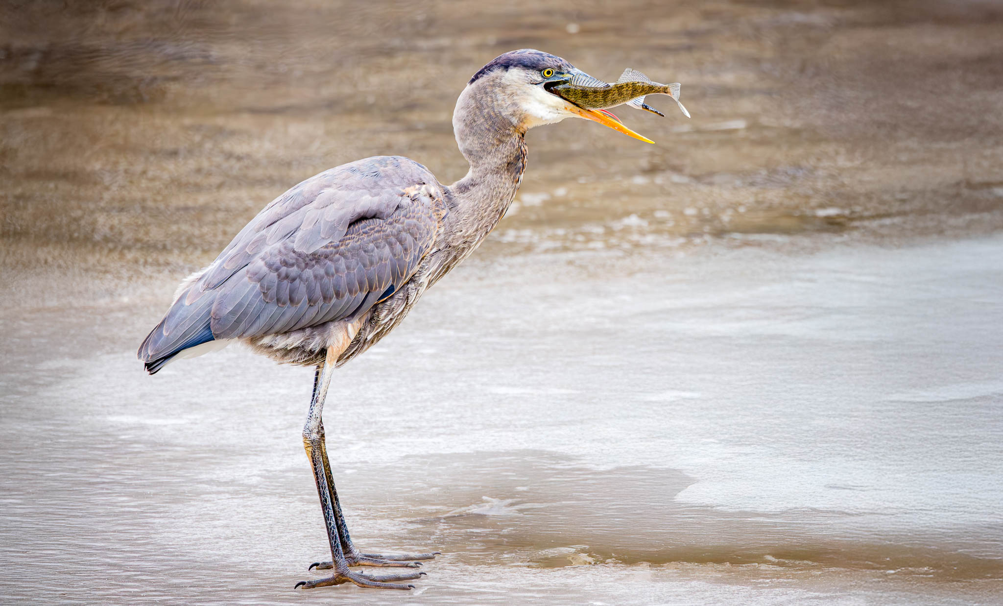 Great Blue Heron Testing the Ice