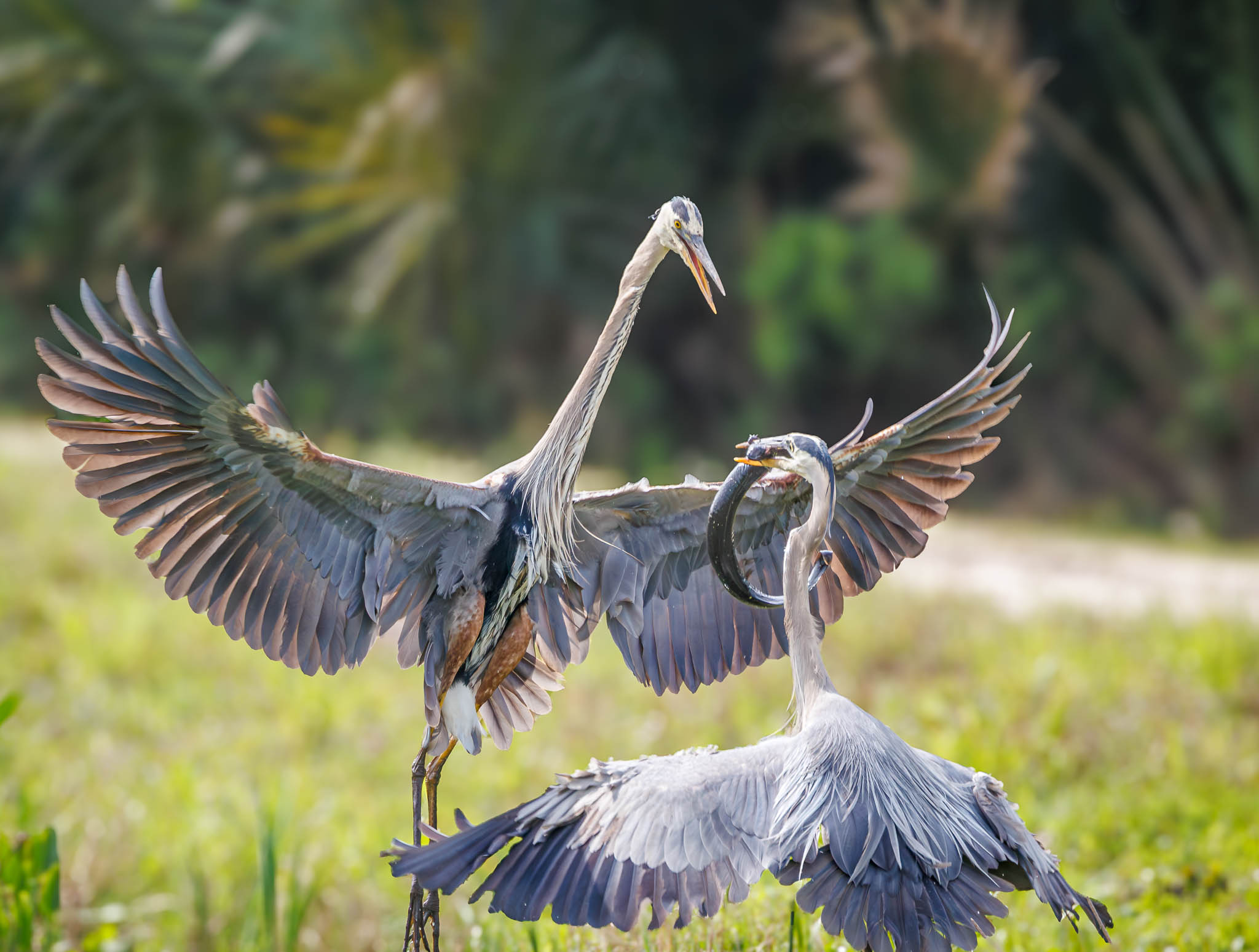 Great Blue Heron A Battle For Survival