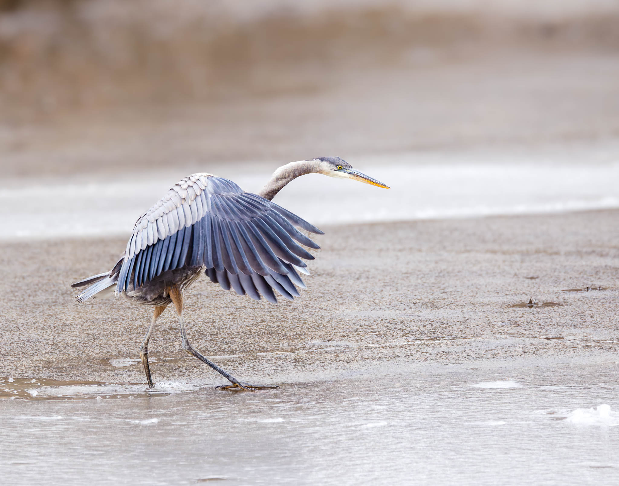 Great Blue Heron testing the ice - step 2