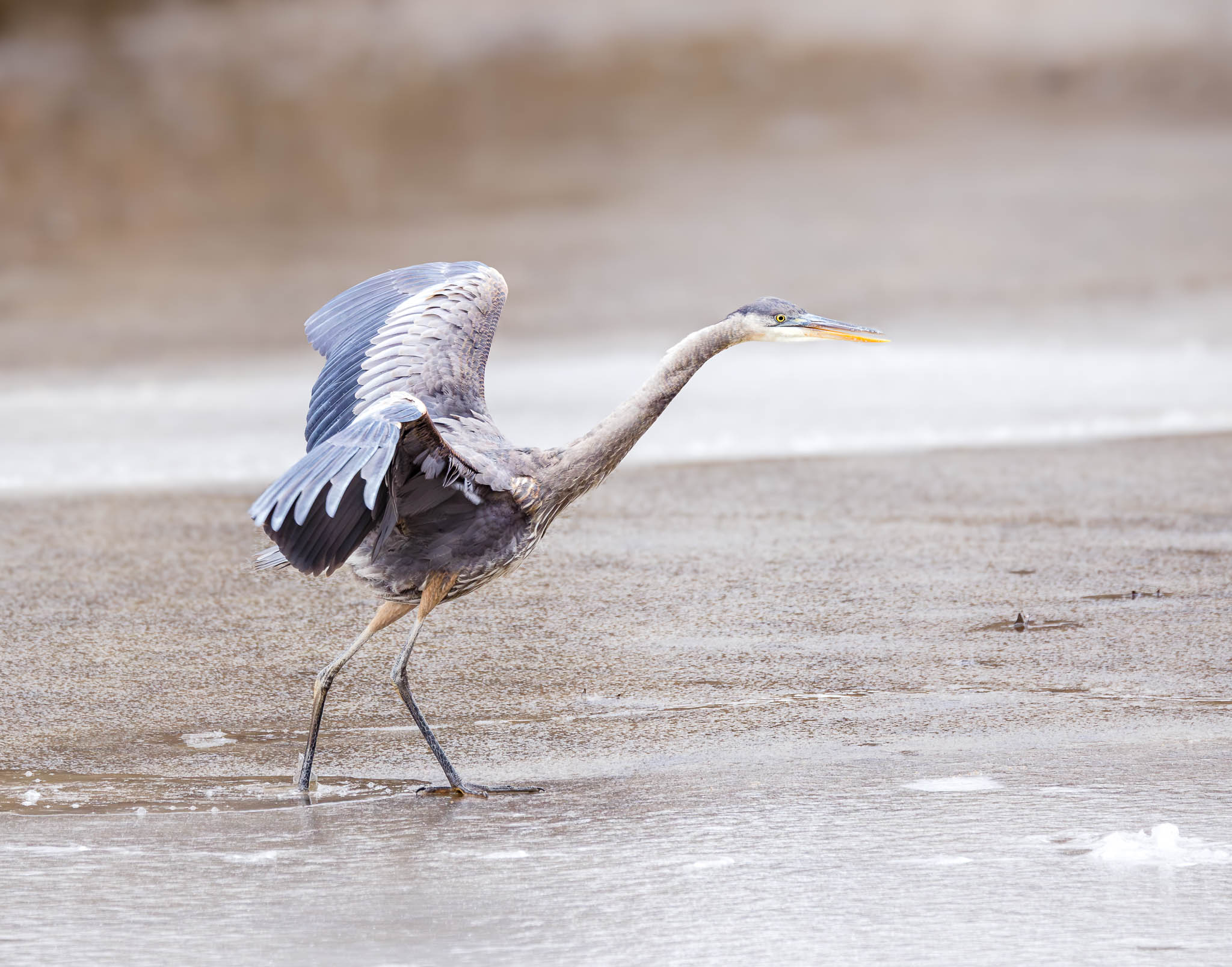 Great Blue Heron testing the ice - step 3
