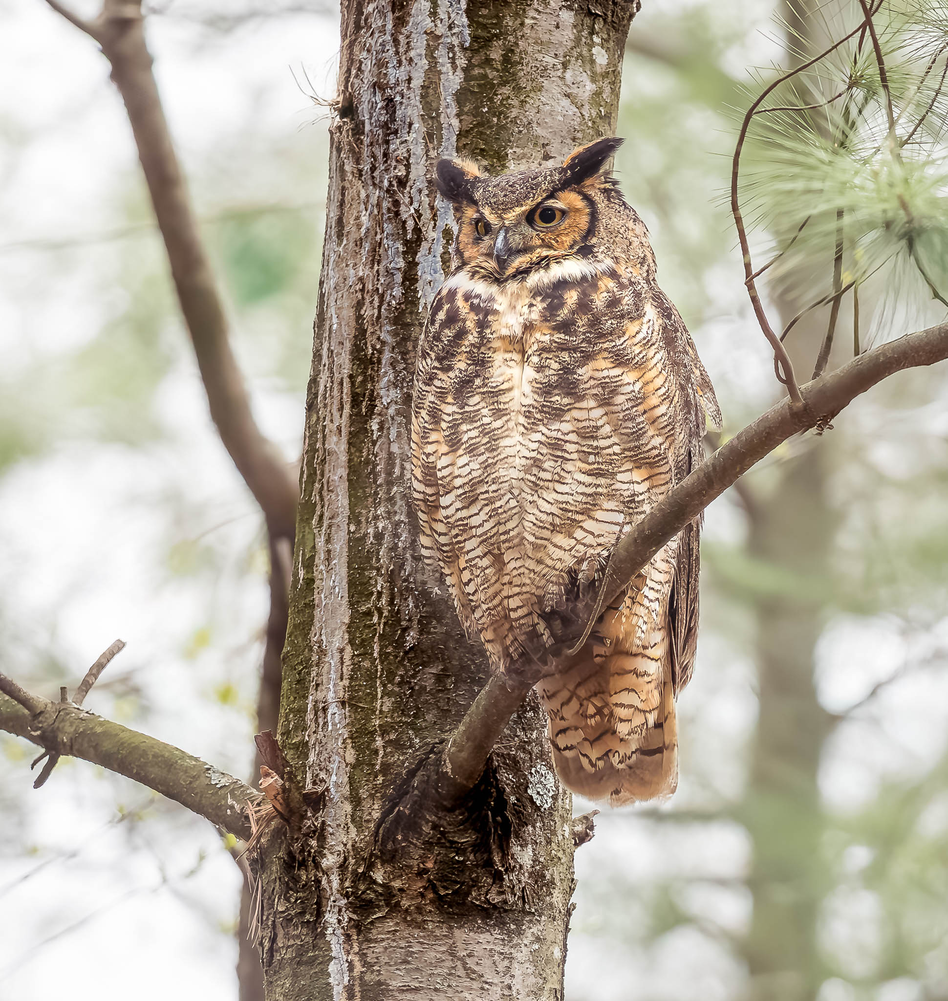 Great Horned Owl On the Edge of Independence