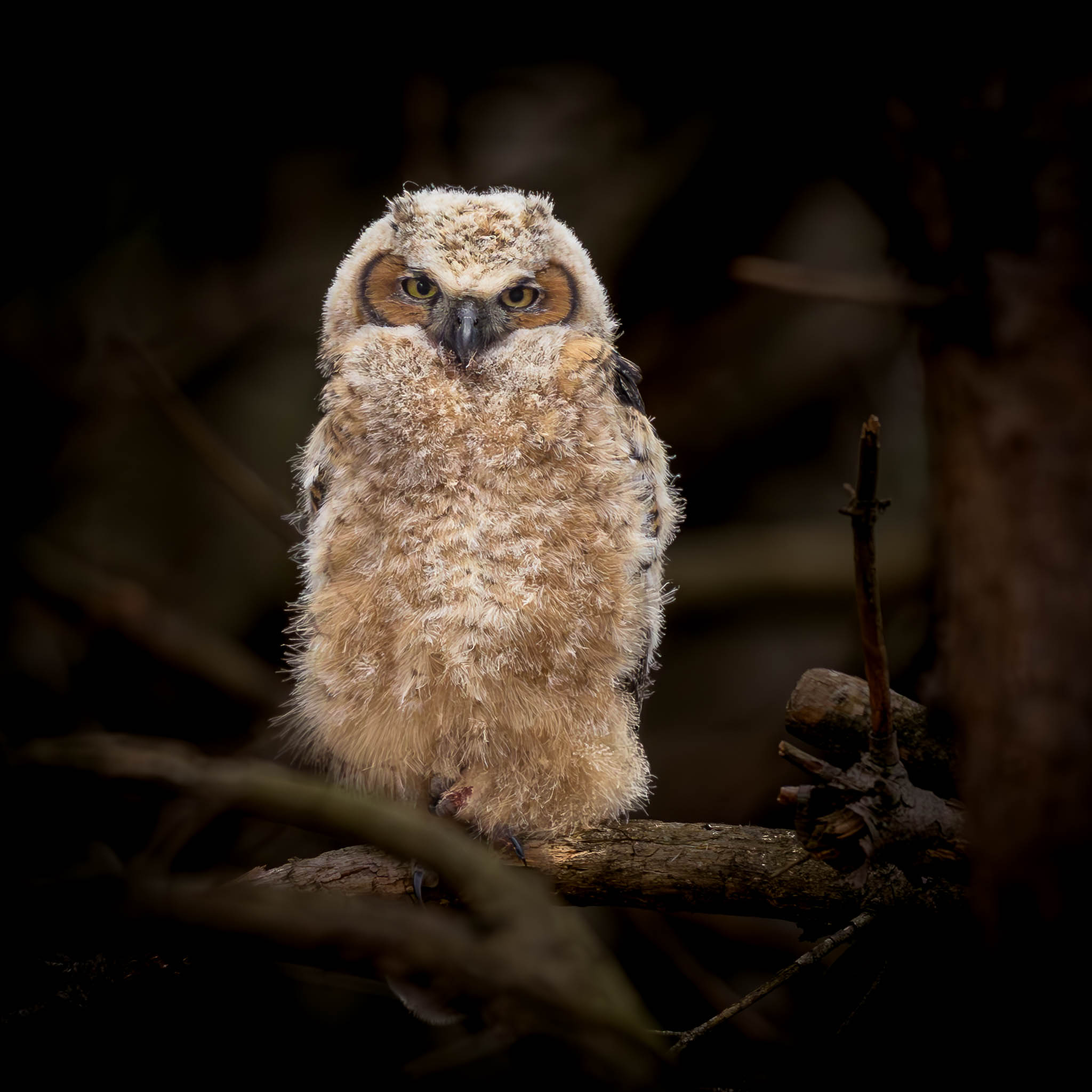 Great Horned Owl fledgling perched