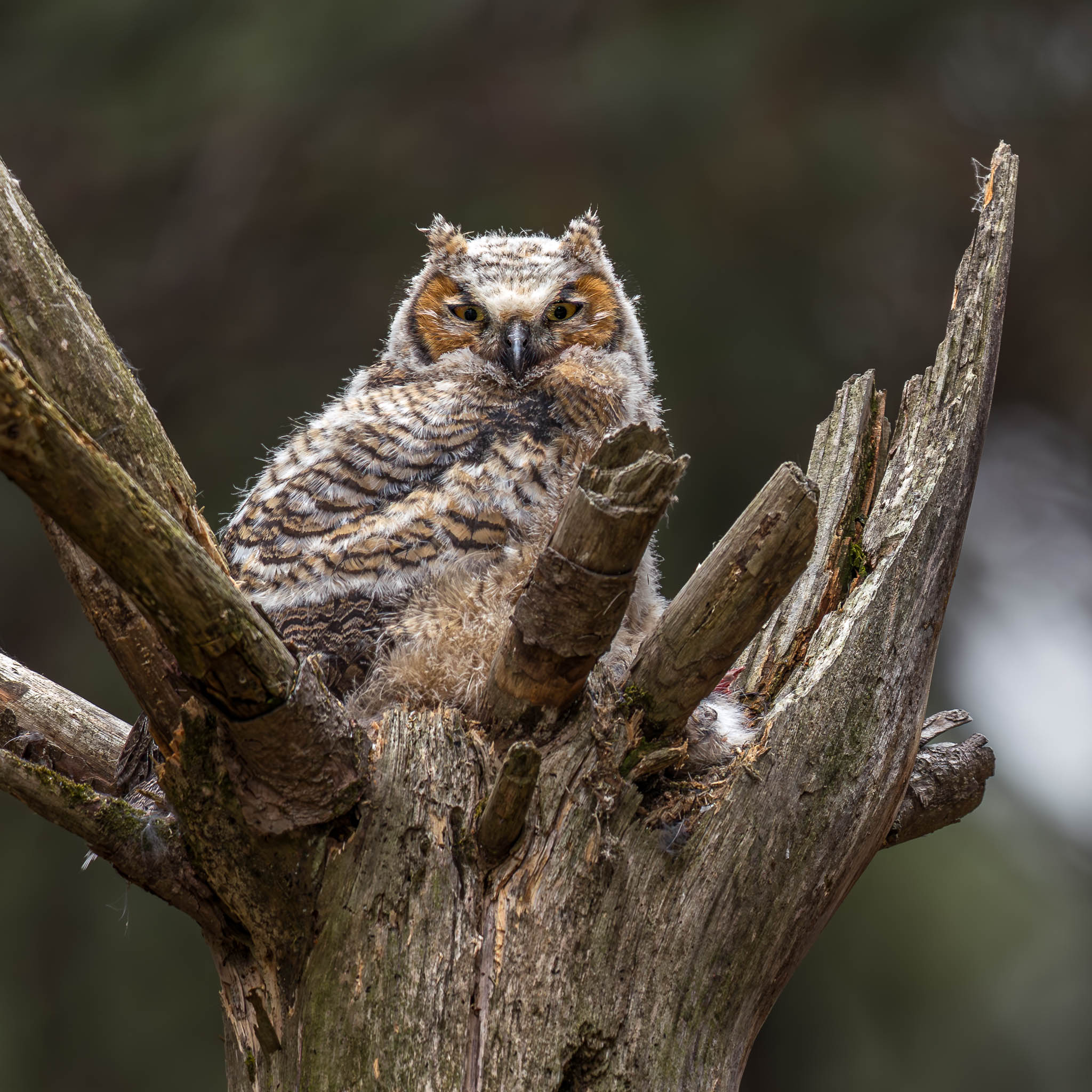 Great Horned Owl fledgling watching