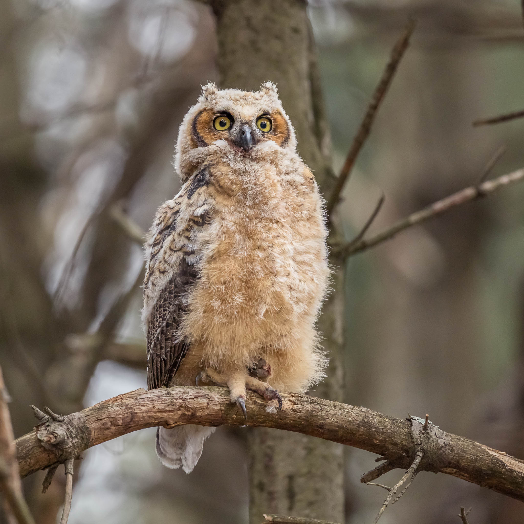 Great Horned Owl fledgling exploring