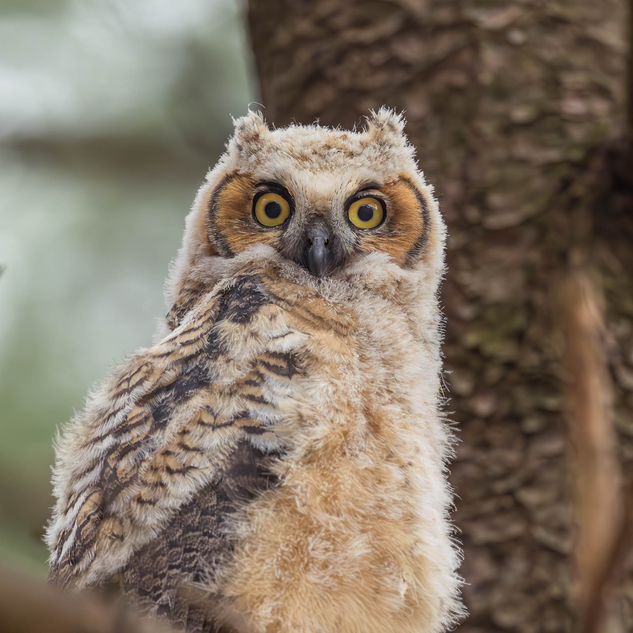 Great Horned Owl fledgling in tree