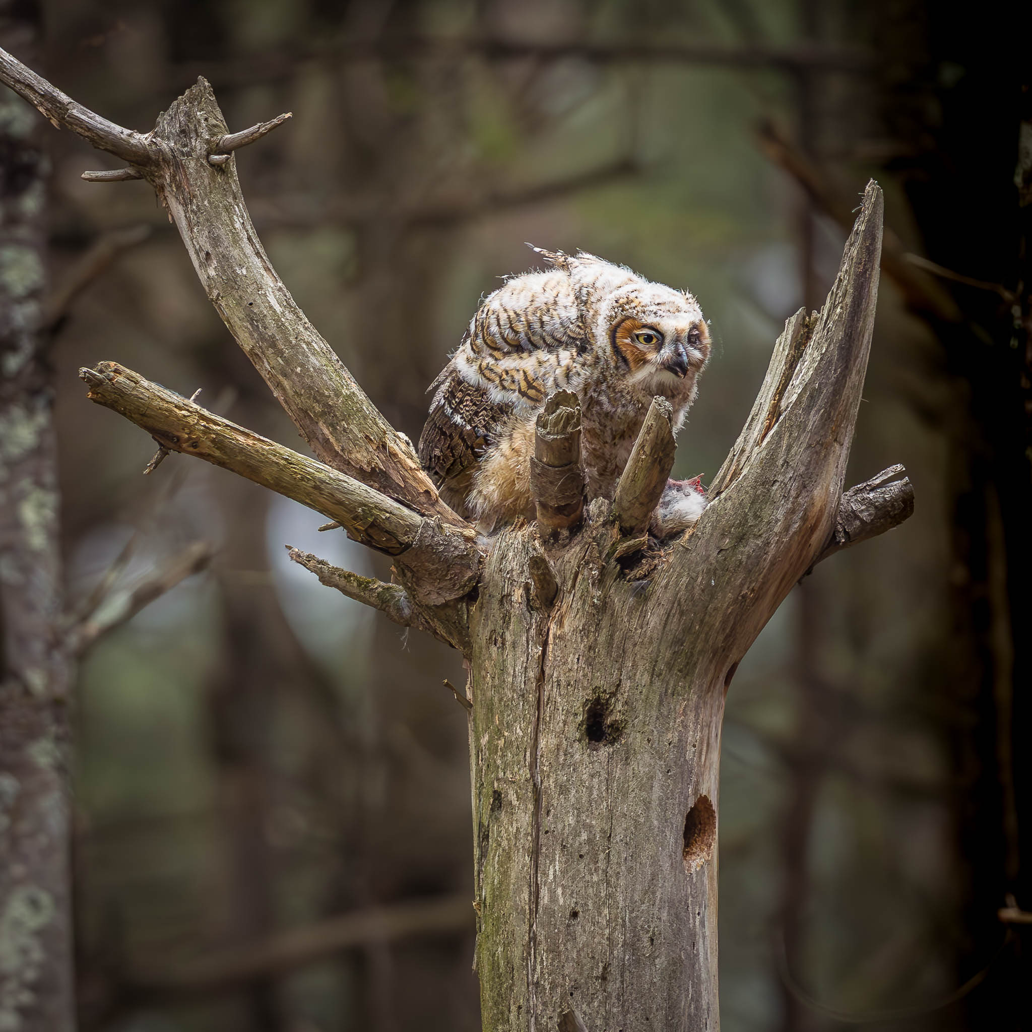Great Horned Owl fledgling resting