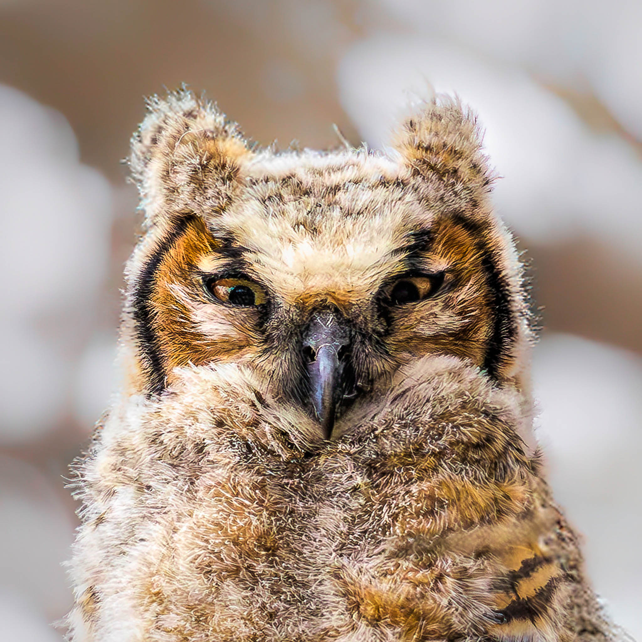 Great Horned Owl fledgling surveying
