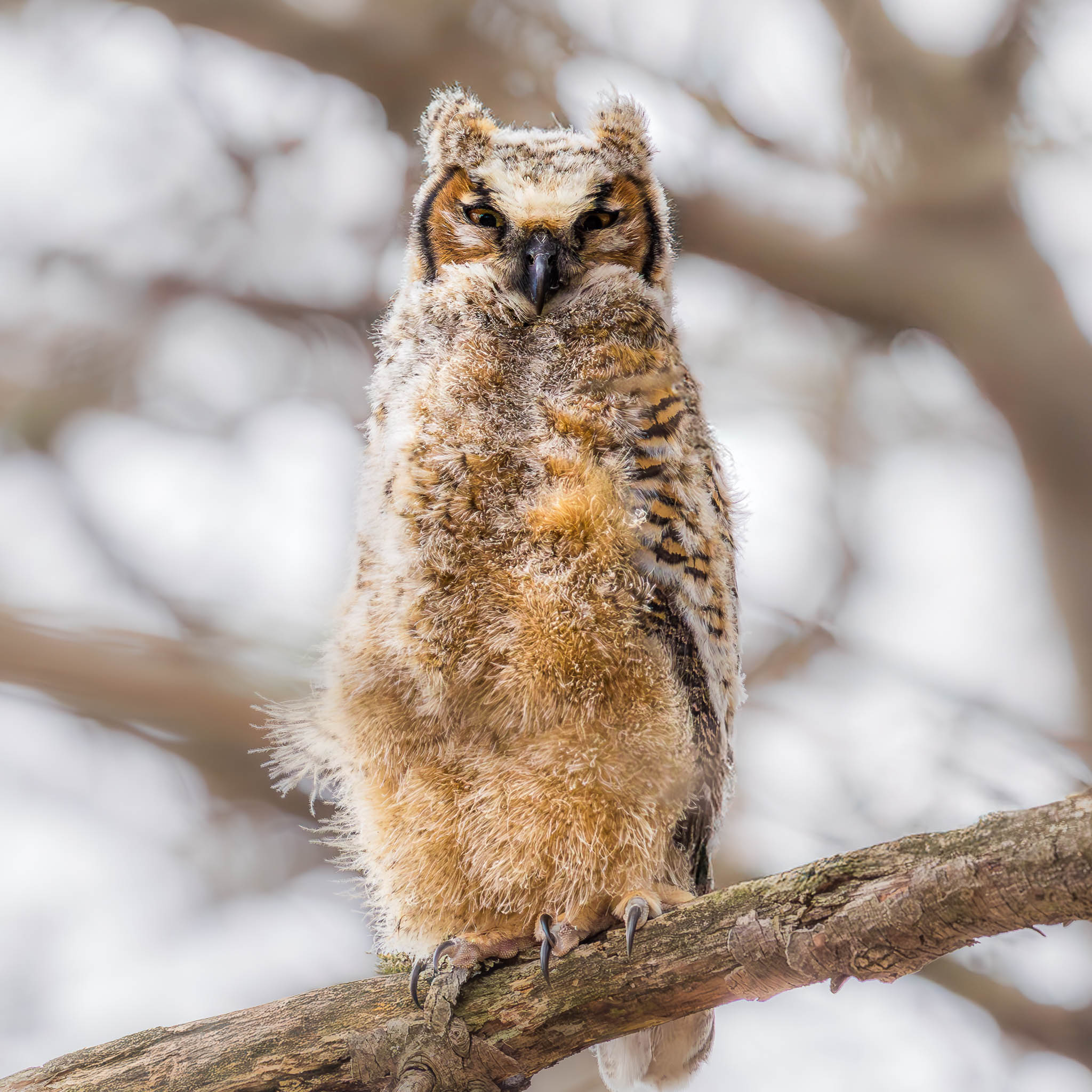 Great Horned Owl fledgling portrait
