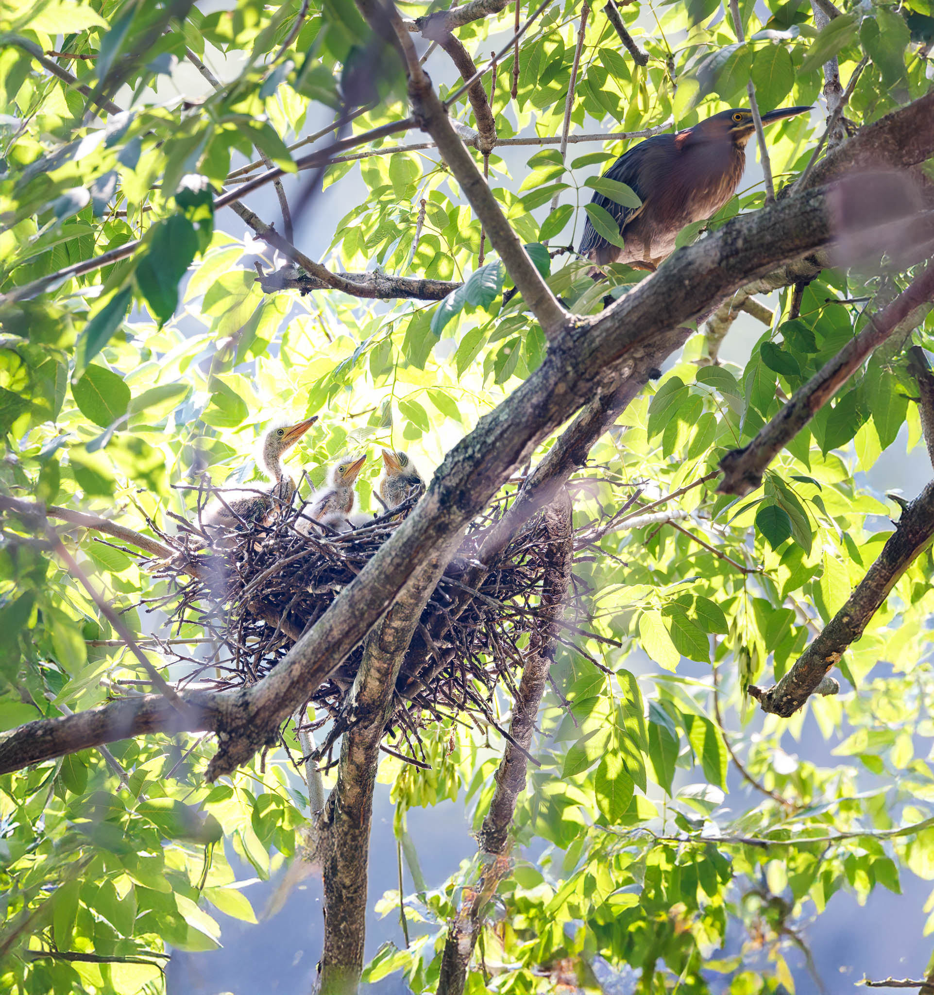 Green Heron Chicks Unexpected Encounter