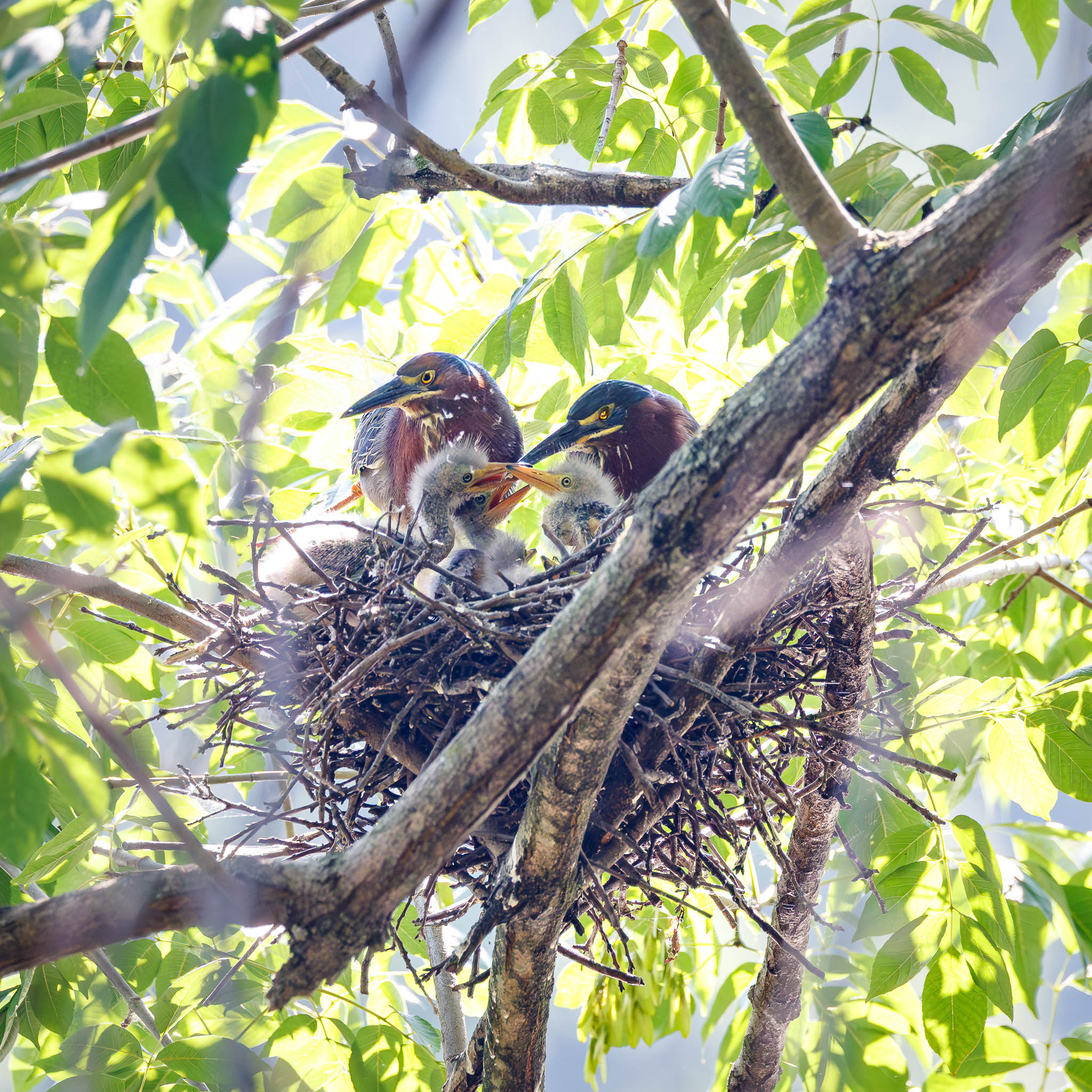 Green Heron chicks in nest
