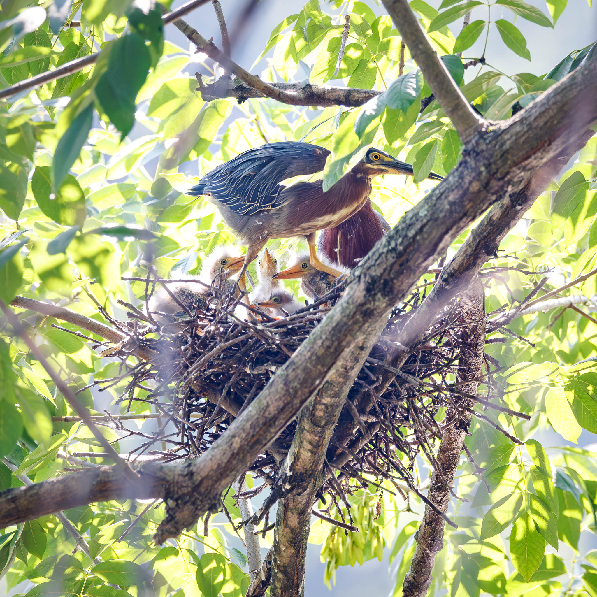 Green Heron chicks waiting for food