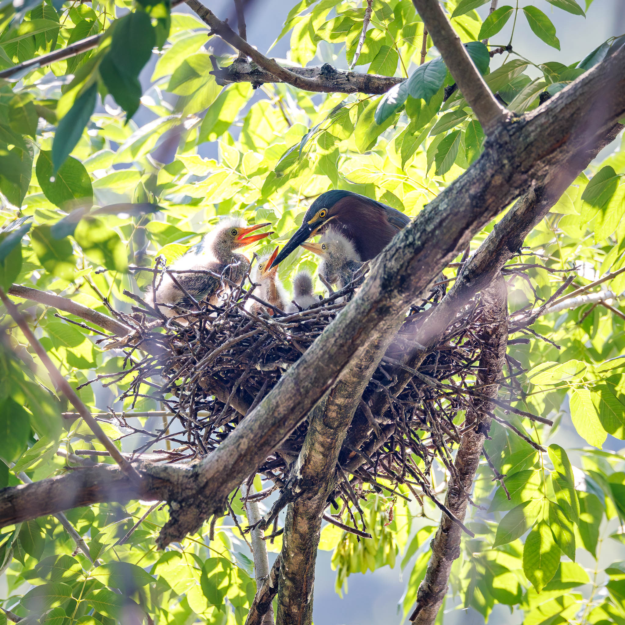 Green Heron chicks alert in nest