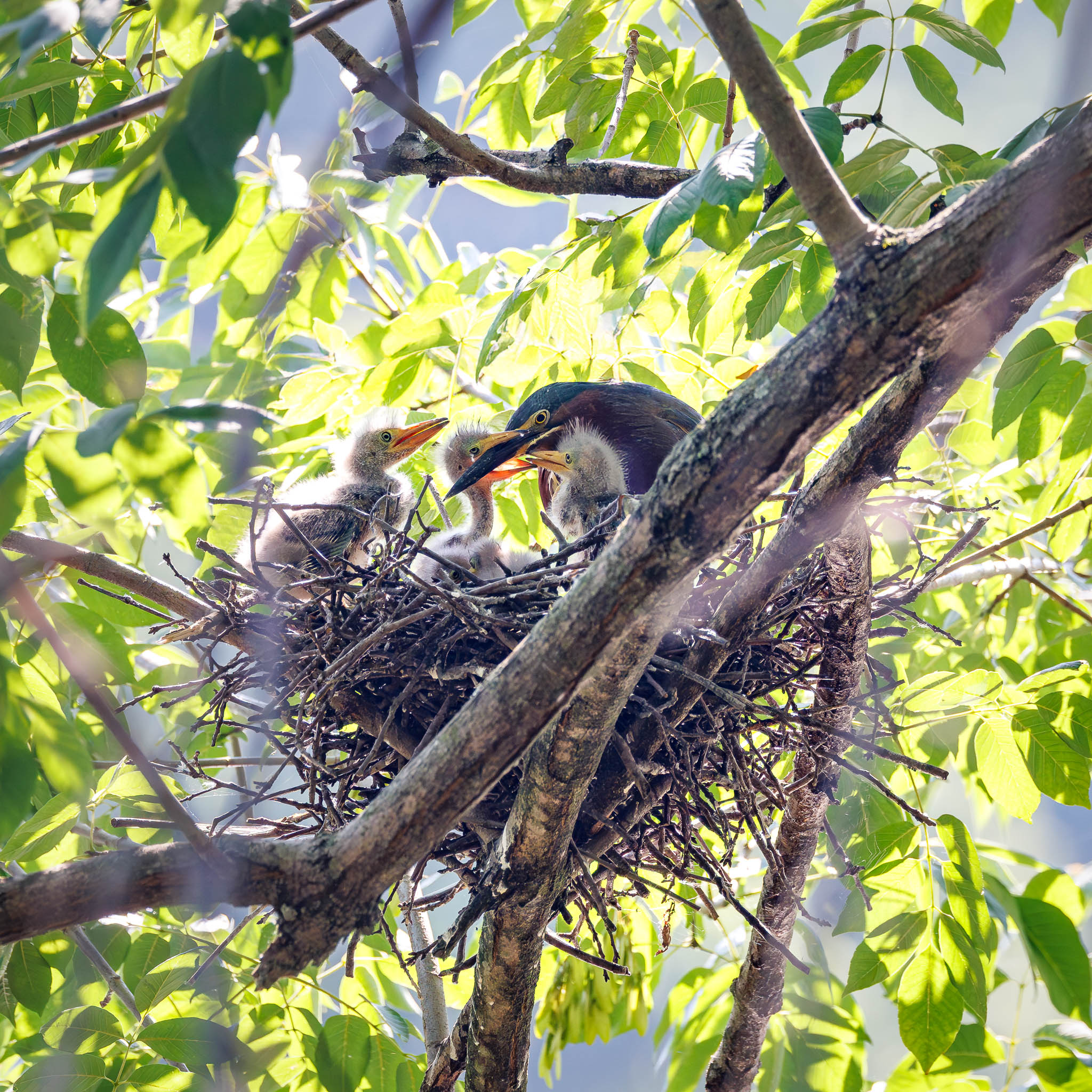 Green Heron chicks anticipating meal