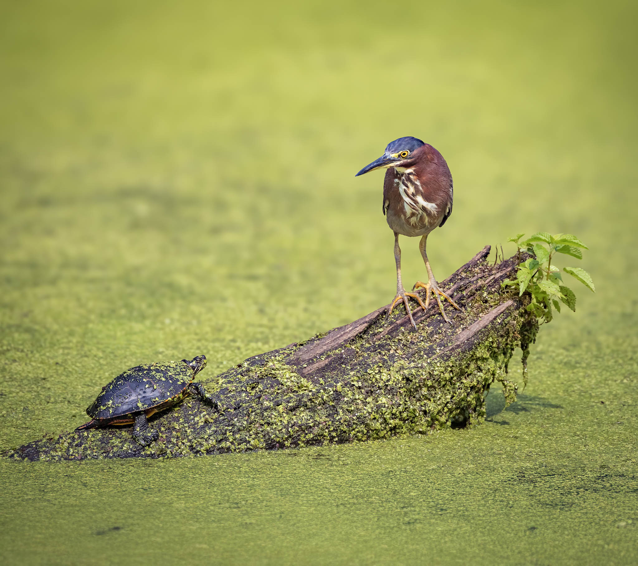 Green Heron Quiet Drama