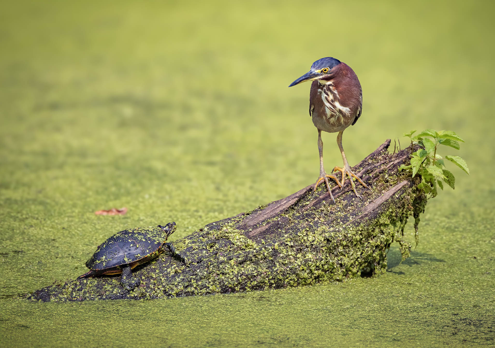 Green Heron on log with Painted Turtle