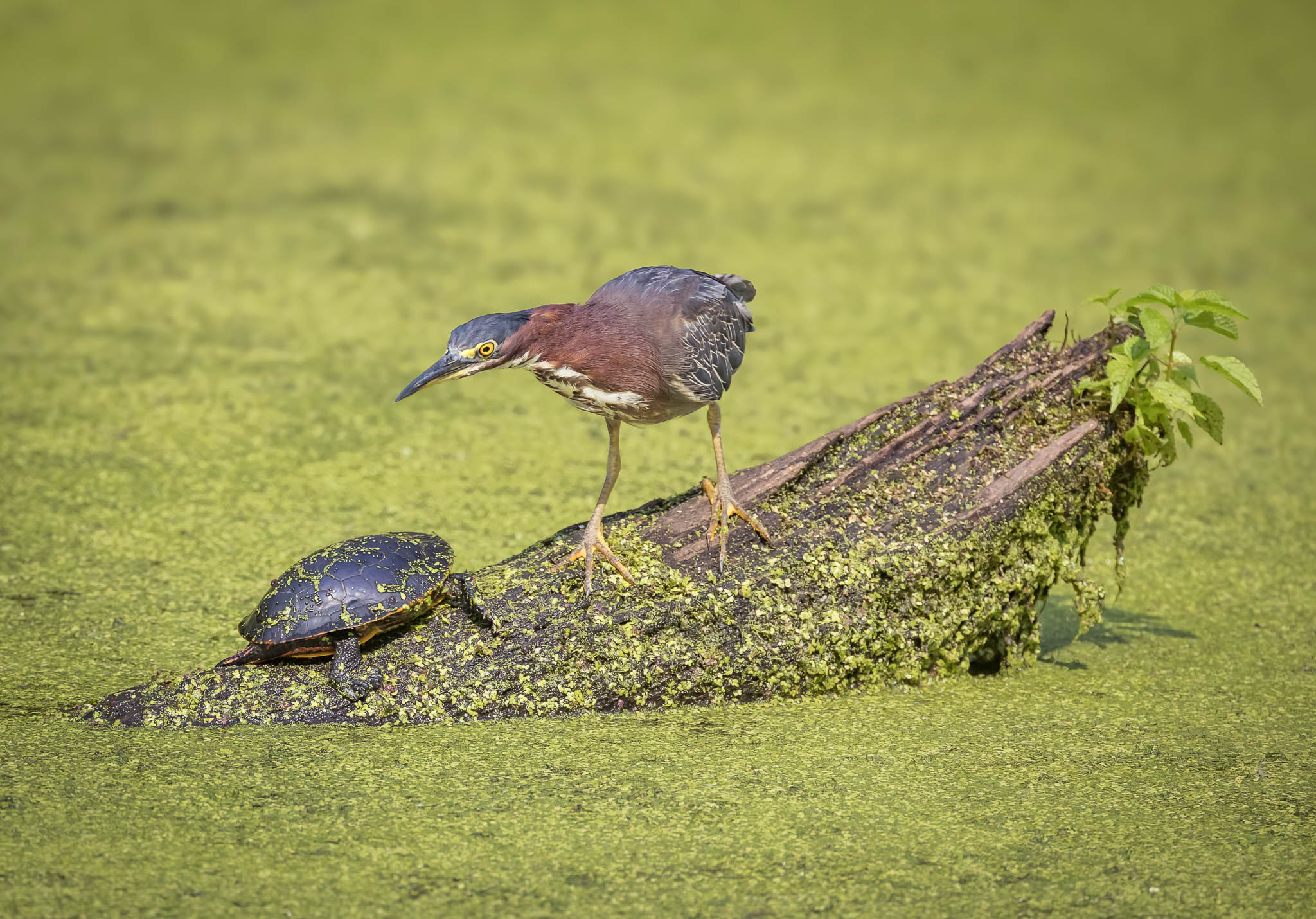 Green Heron walking down the log