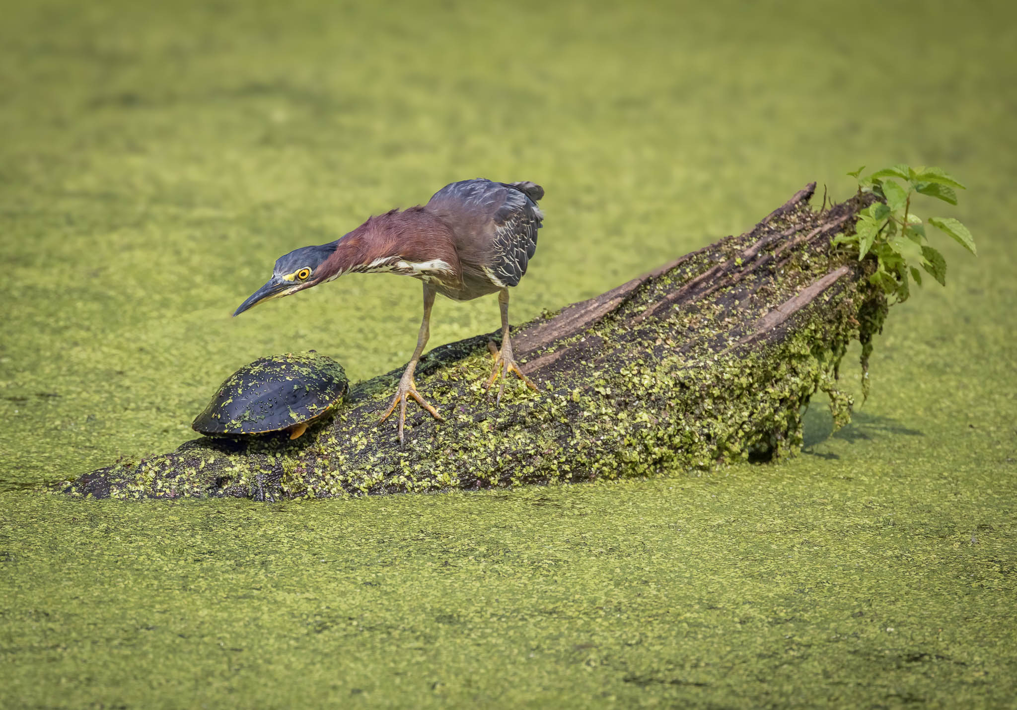 Green Heron positioning for strike