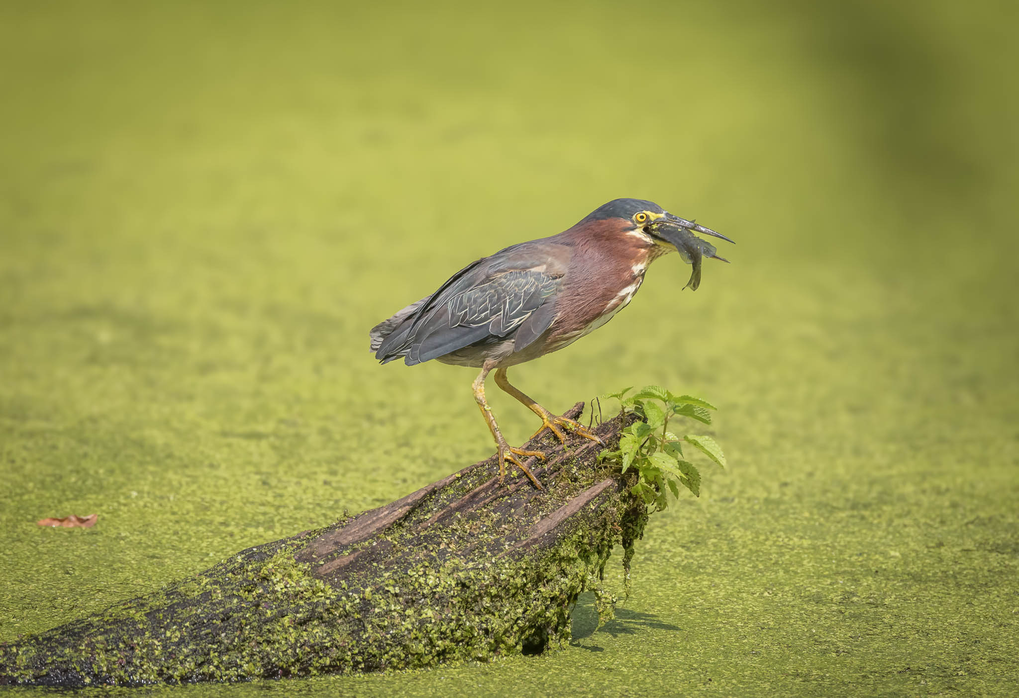 Green Heron catching fish