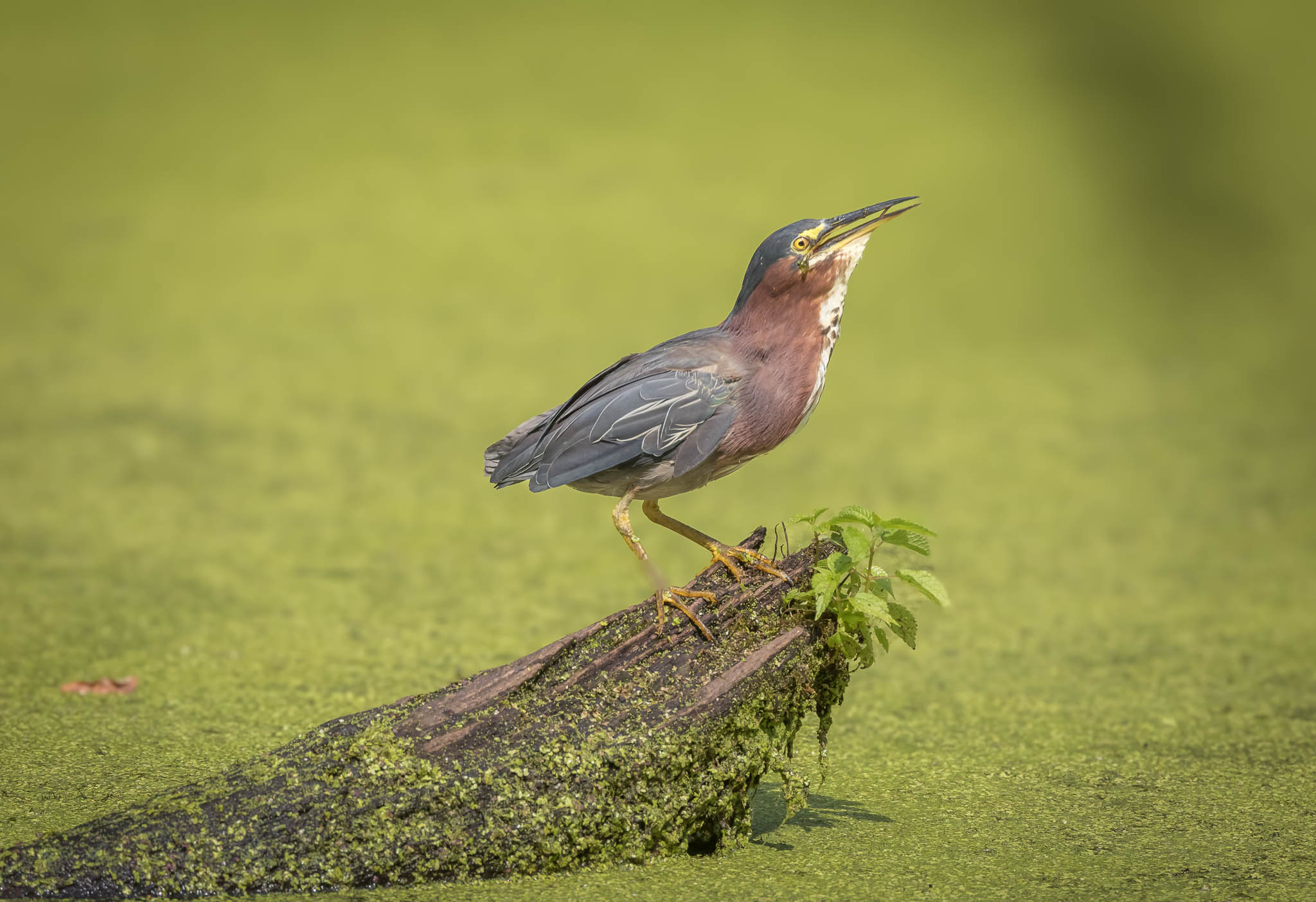 Green Heron with caught fish