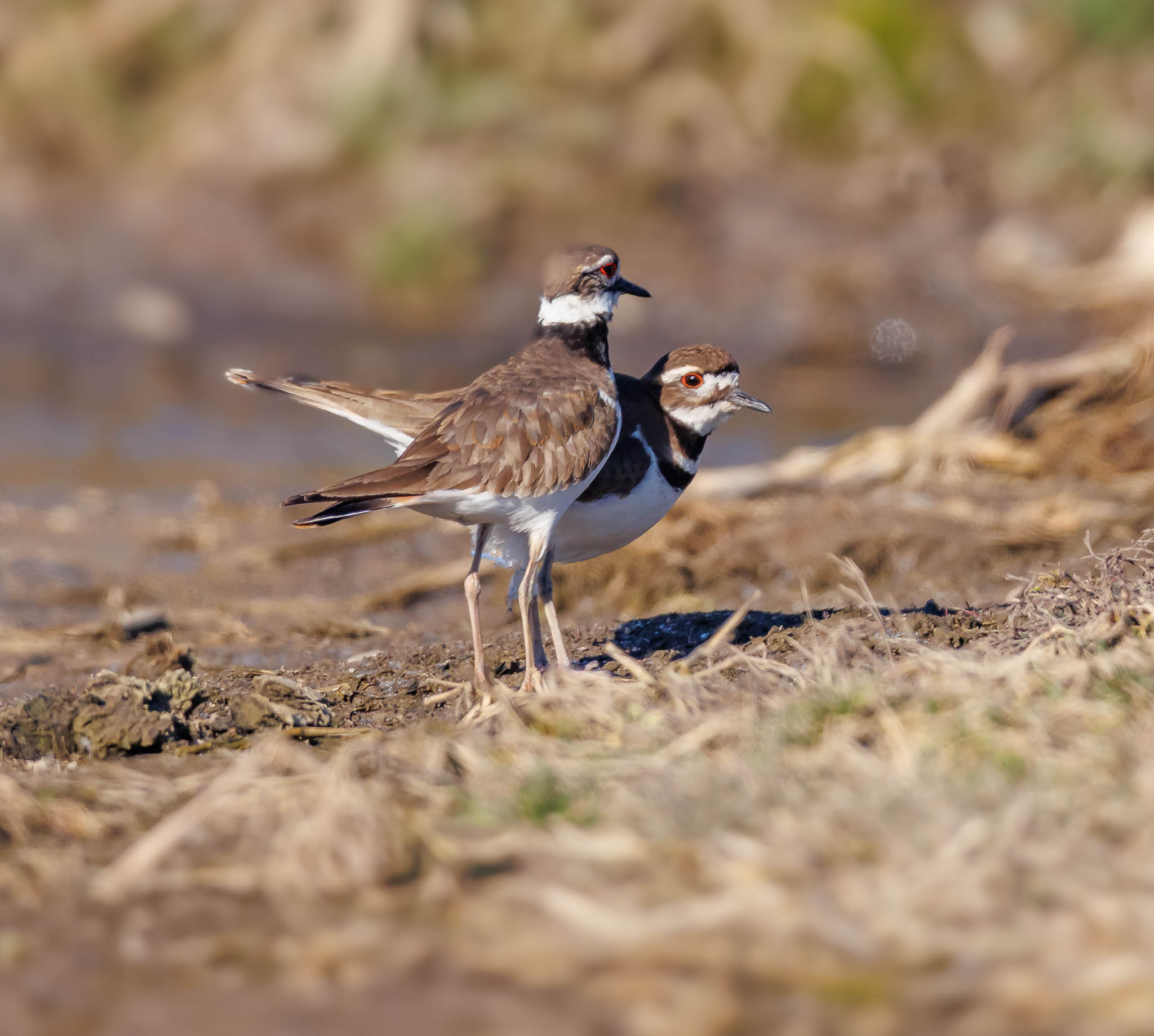 Killdeer Quiet Moment on a Country Road