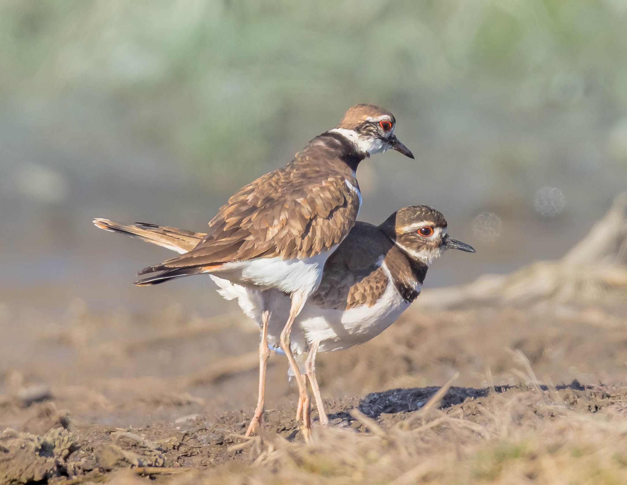 Killdeer pair near stream
