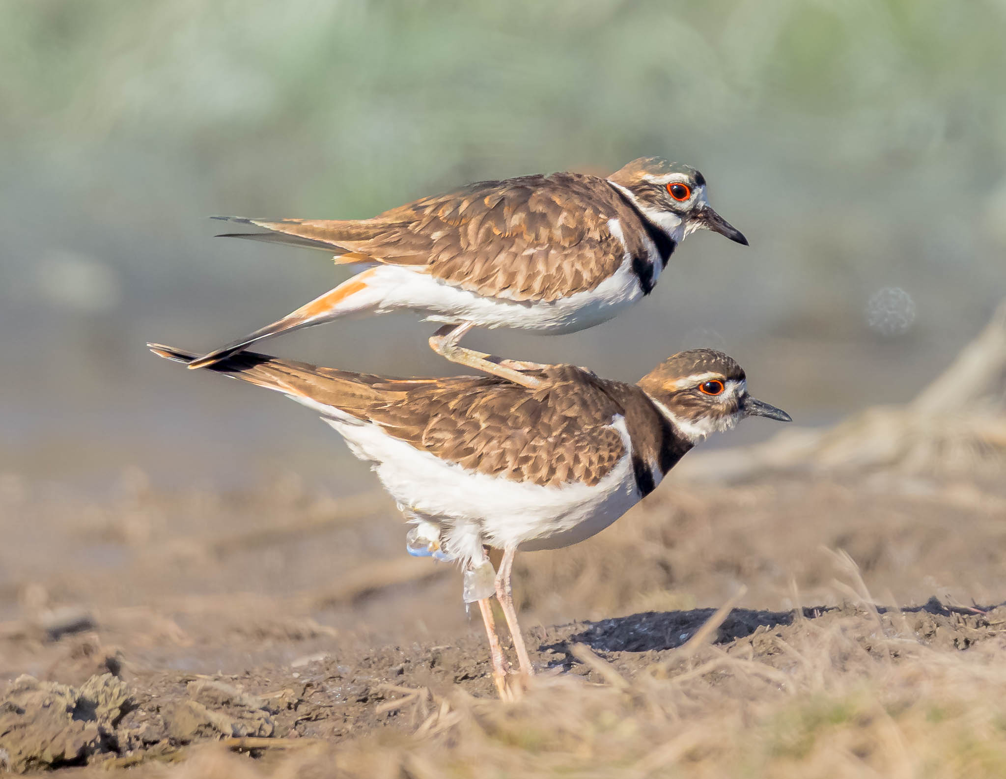 Killdeer male approaching female